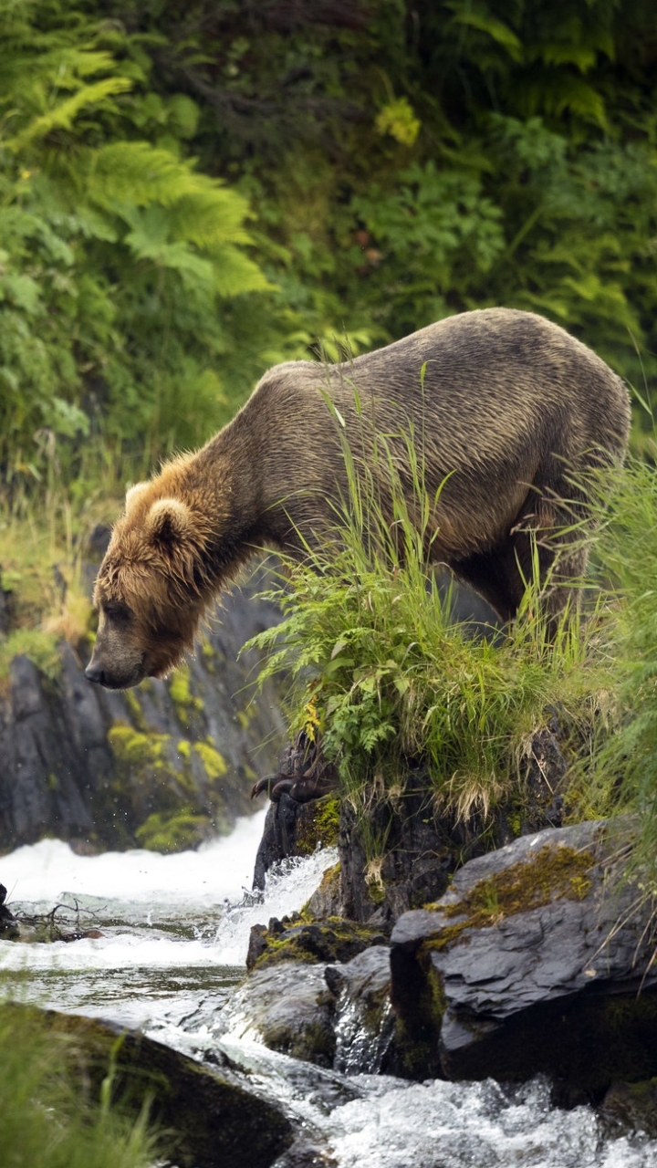 Download mobile wallpaper Bears, Bear, Animal, Stream for free.