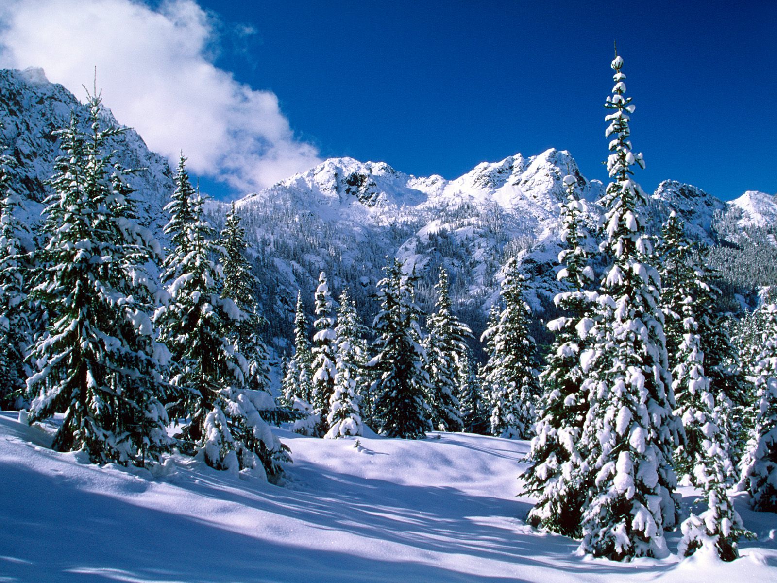 Download mobile wallpaper Winter, Snow, Mountain, Forest, Tree, Earth for free.