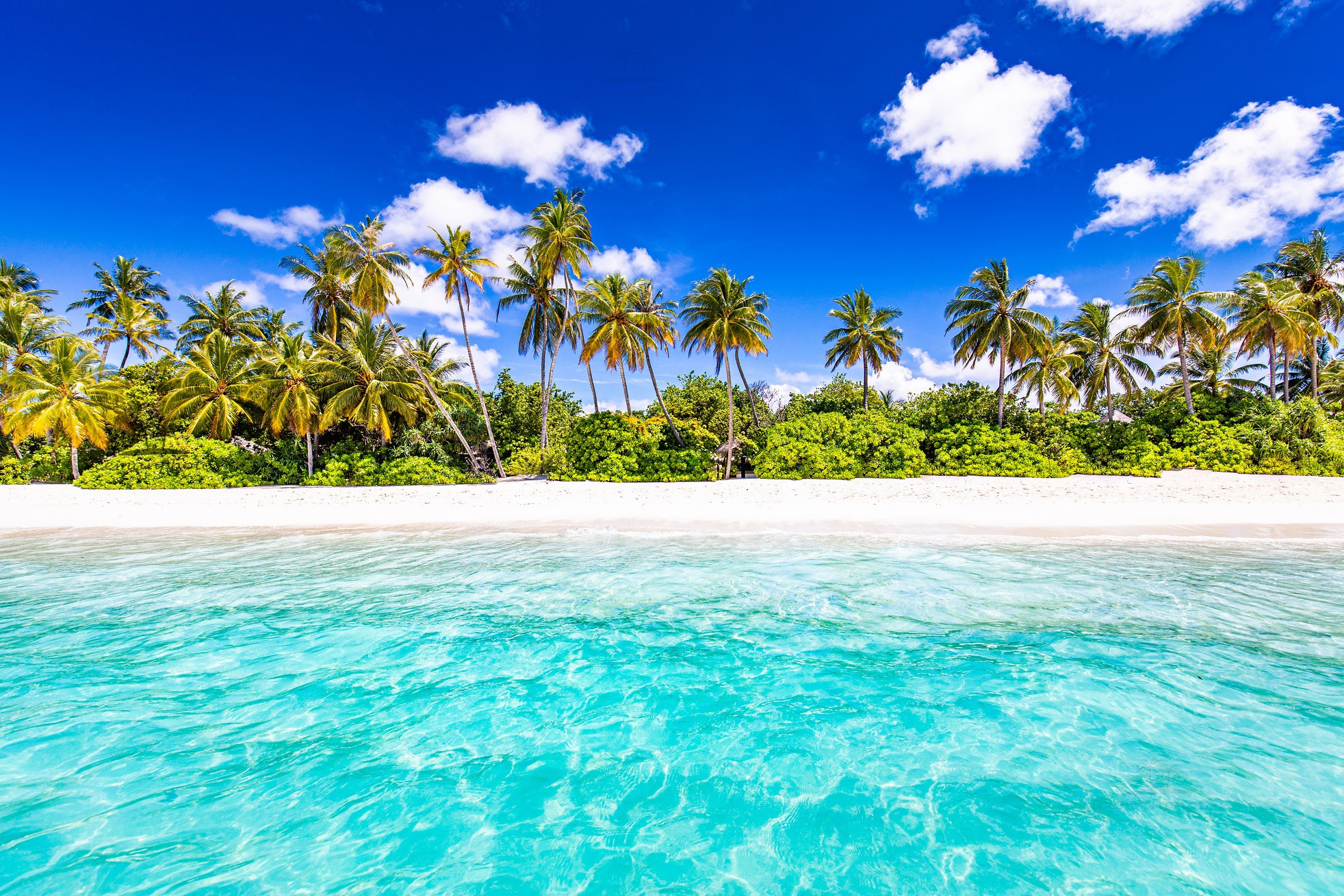 Скачать картинку Пляж, Пальмы, Океан, Сейшелы, Земля/природа в телефон бесплатно.