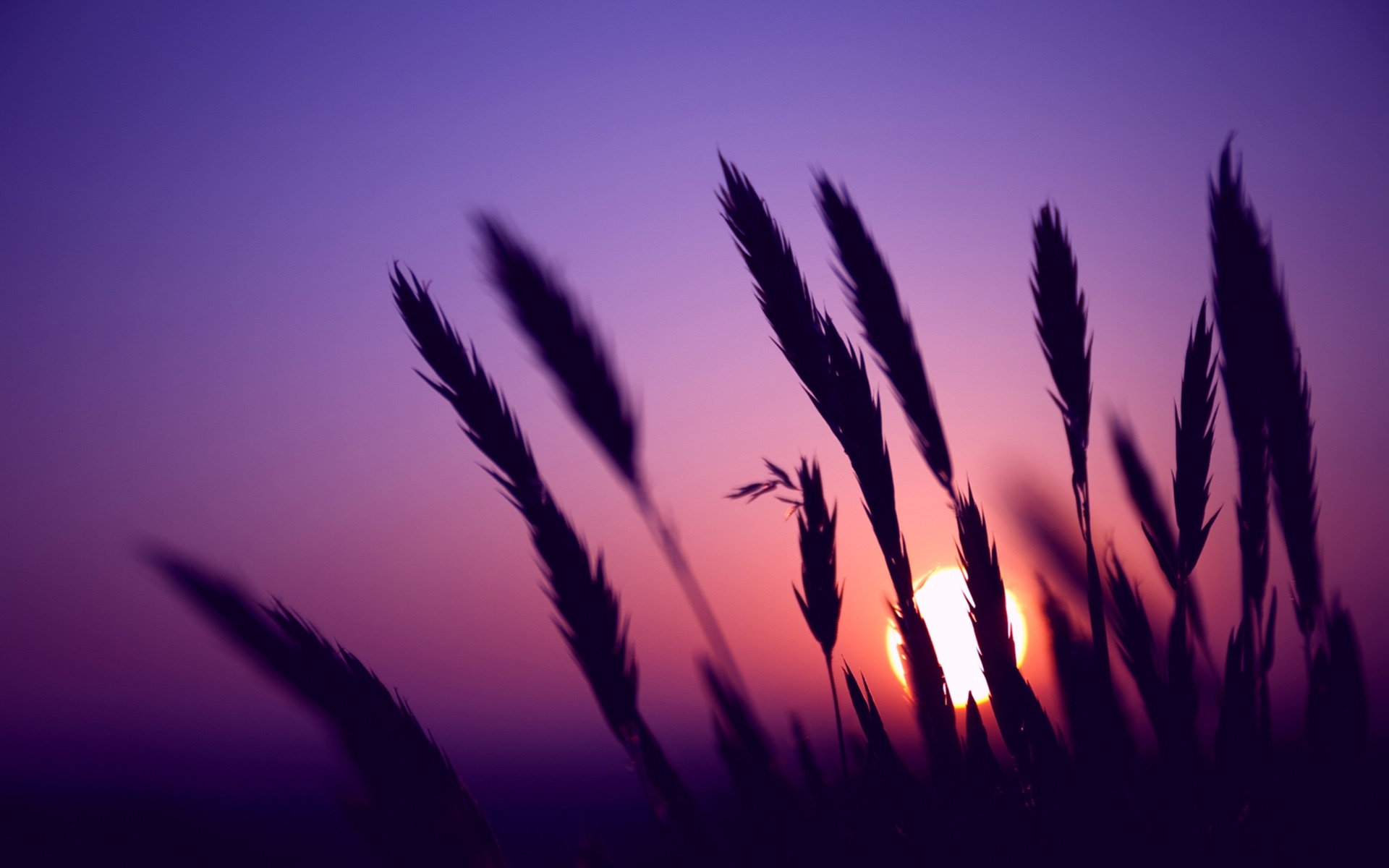 Download mobile wallpaper Grass, Landscape, Sunset for free.