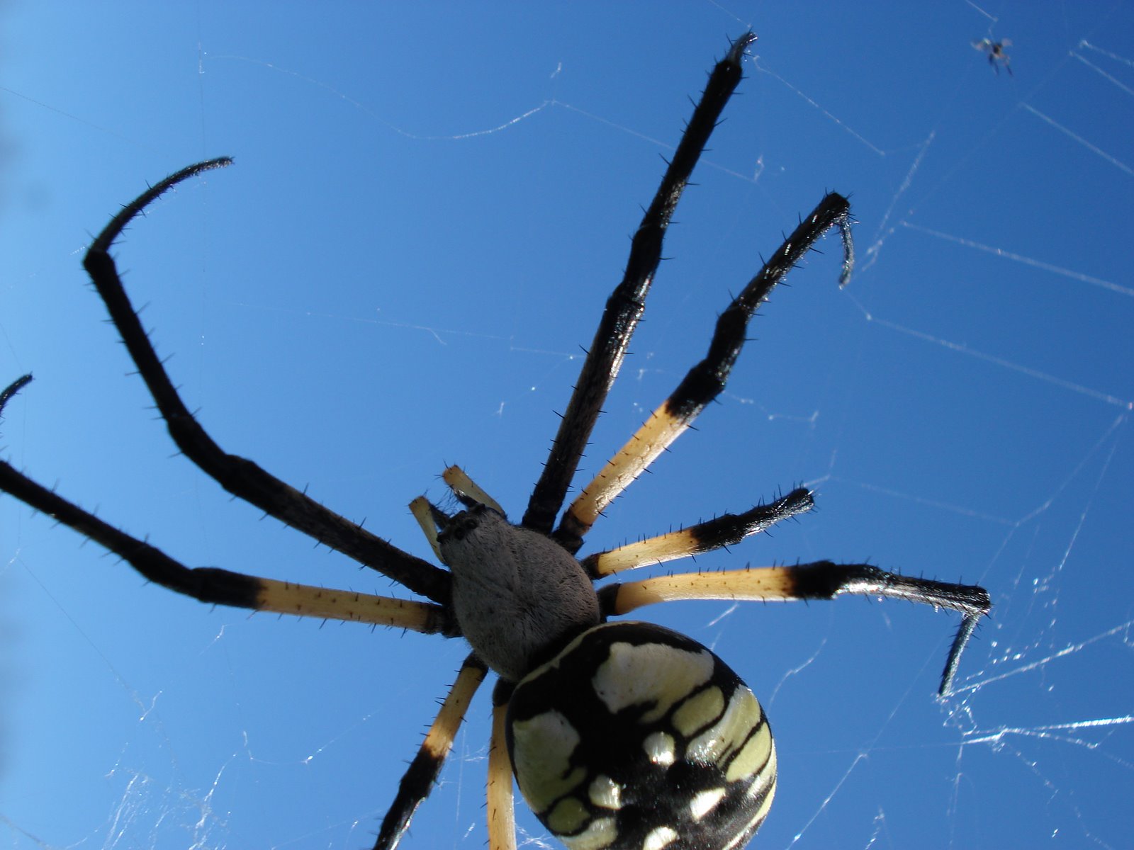 Handy-Wallpaper Spinnen, Spinne, Tiere kostenlos herunterladen.