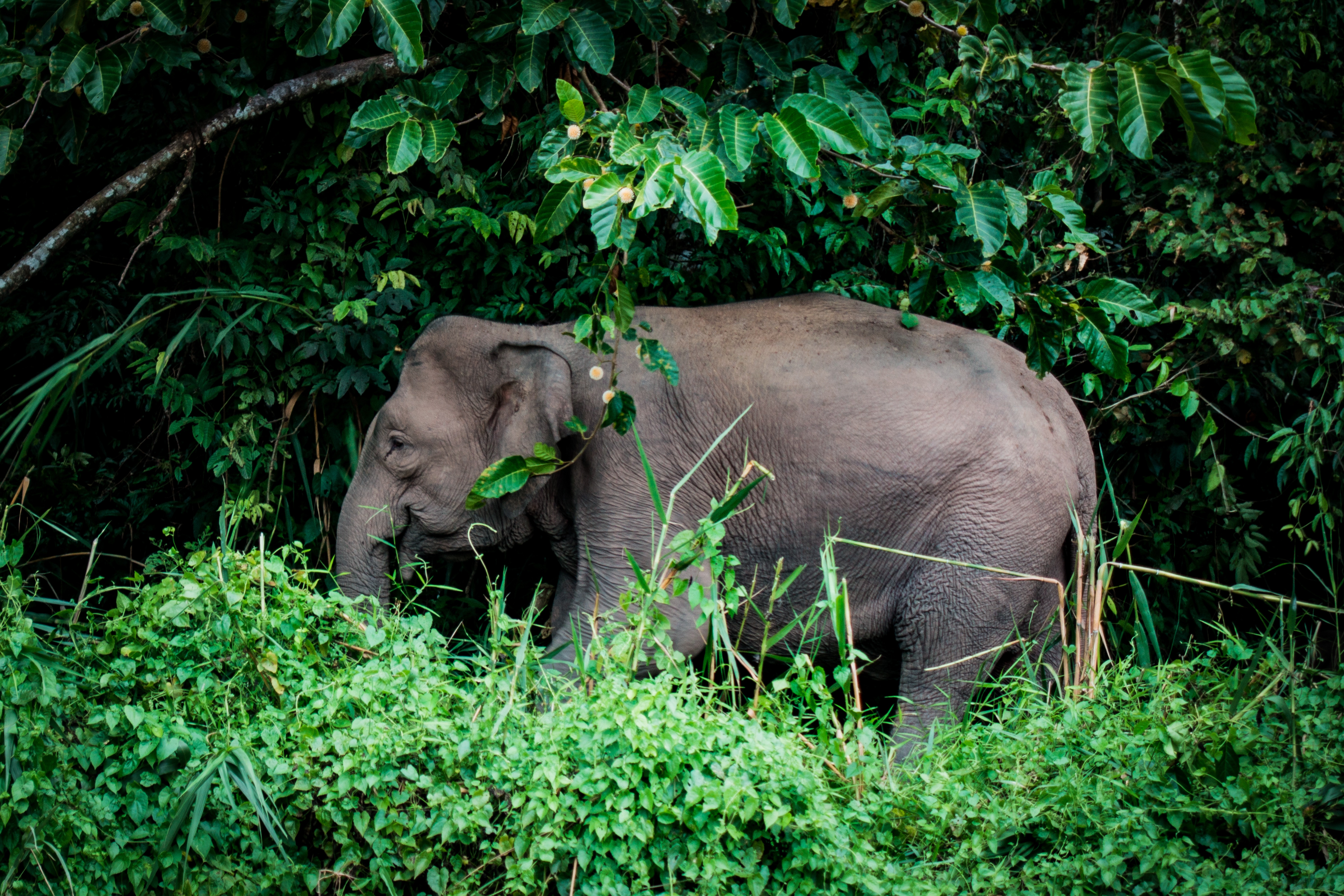 Скачати мобільні шпалери Слон, Дерева, Трава, Тварини безкоштовно.