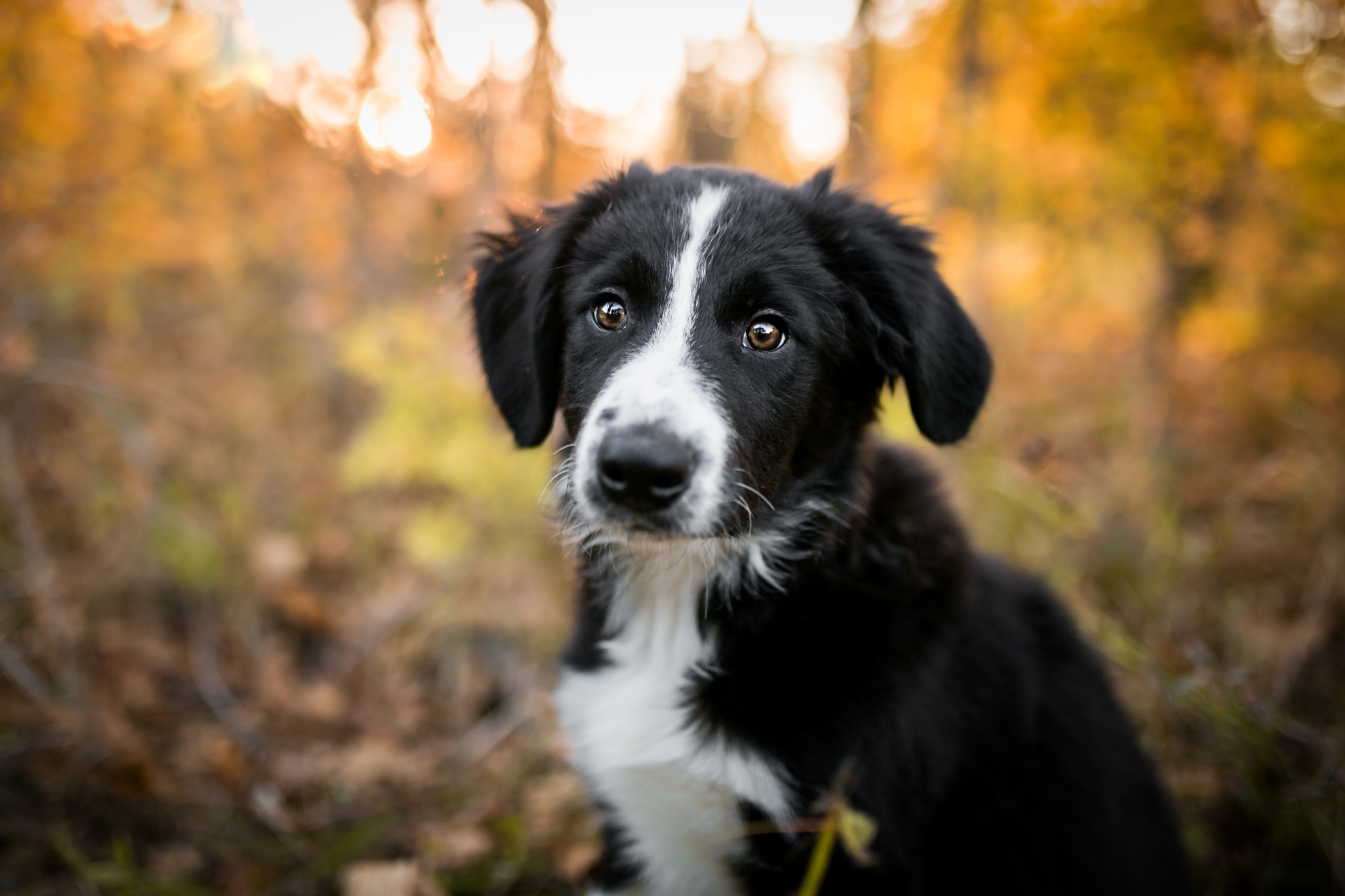 445894 Bildschirmschoner und Hintergrundbilder Hunde auf Ihrem Telefon. Laden Sie  Bilder kostenlos herunter