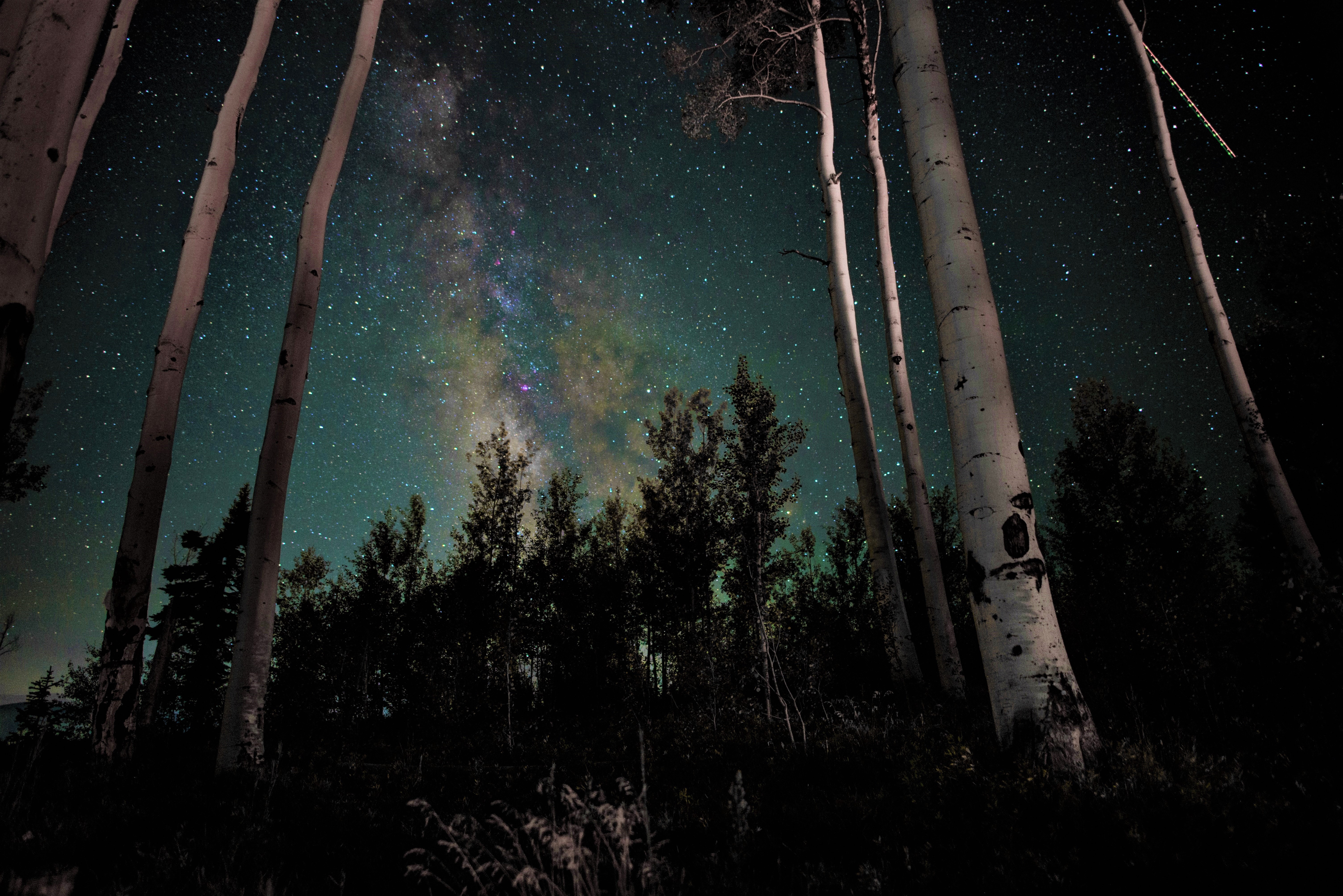 Laden Sie das Sterne, Birken, Wald, Baum, Nacht, Erde/natur, Sternenklarer Himmel-Bild kostenlos auf Ihren PC-Desktop herunter
