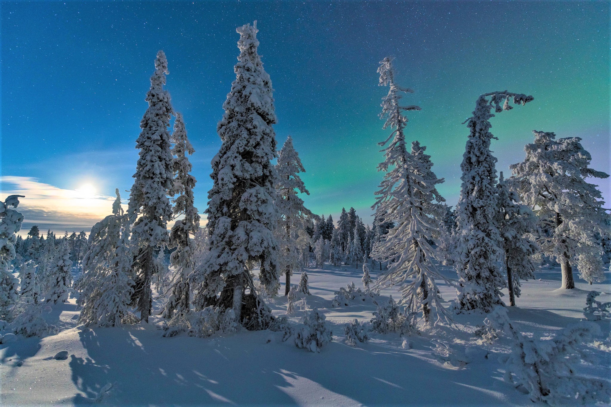 Скачать картинку Зима, Небо, Снег, Лес, Дерево, Сосна, Земля/природа в телефон бесплатно.