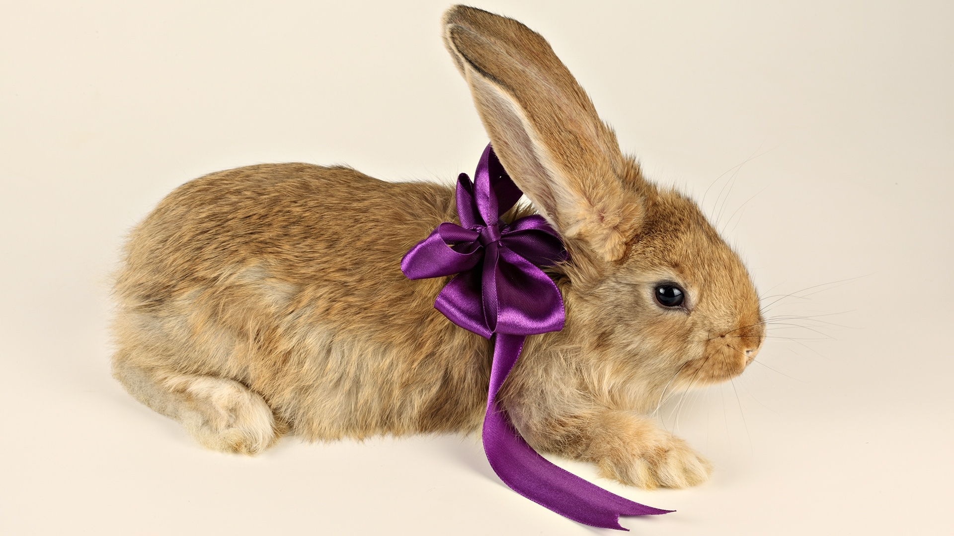 Laden Sie das Tiere, Kaninchen-Bild kostenlos auf Ihren PC-Desktop herunter