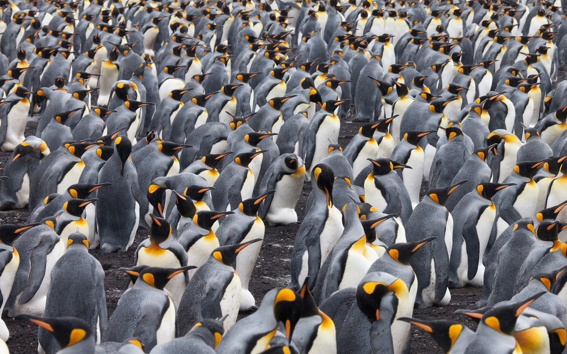 無料モバイル壁紙動物, 鳥, ペンギン, キングペンギンをダウンロードします。