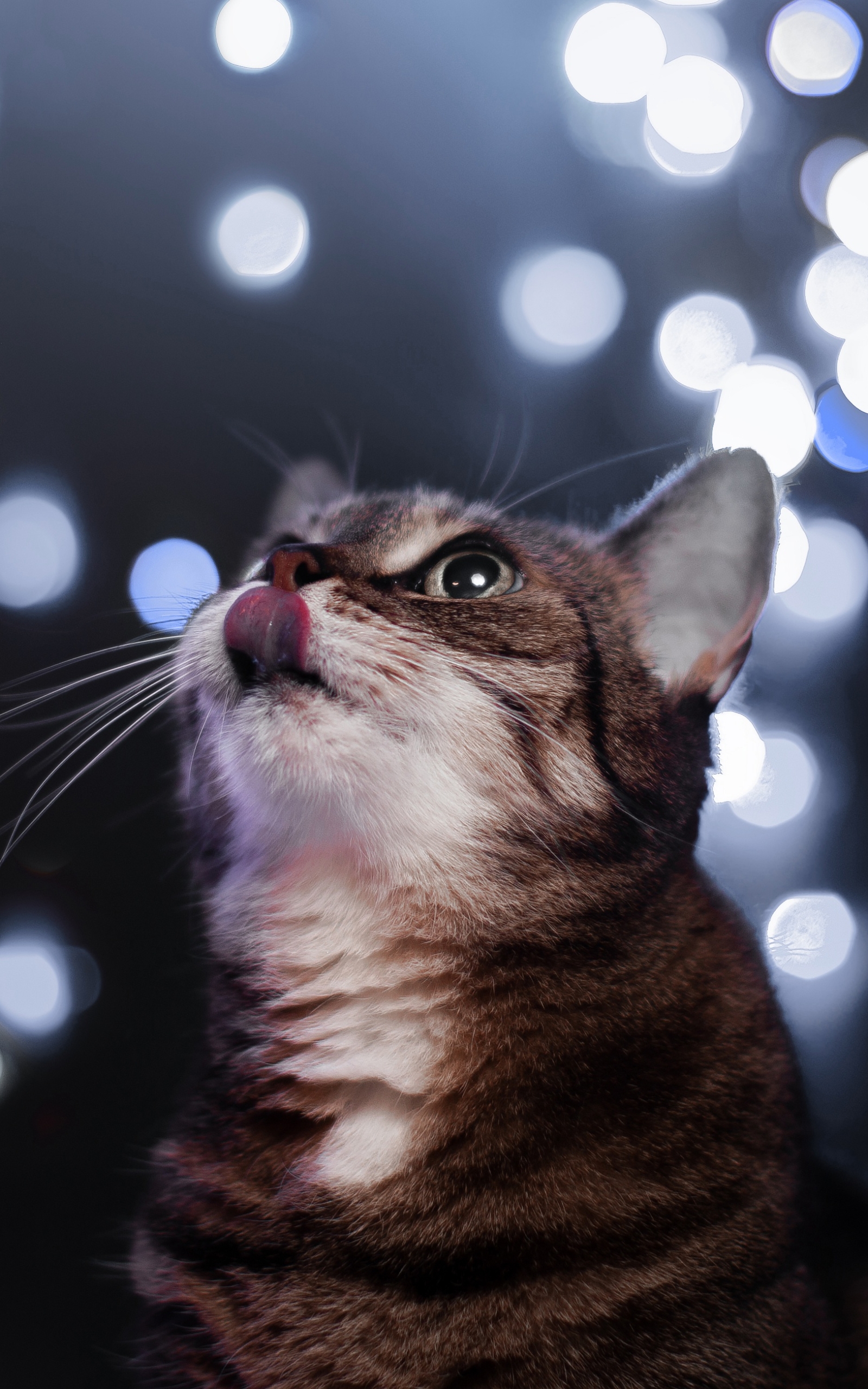 Download mobile wallpaper Cats, Cat, Animal, Bokeh for free.