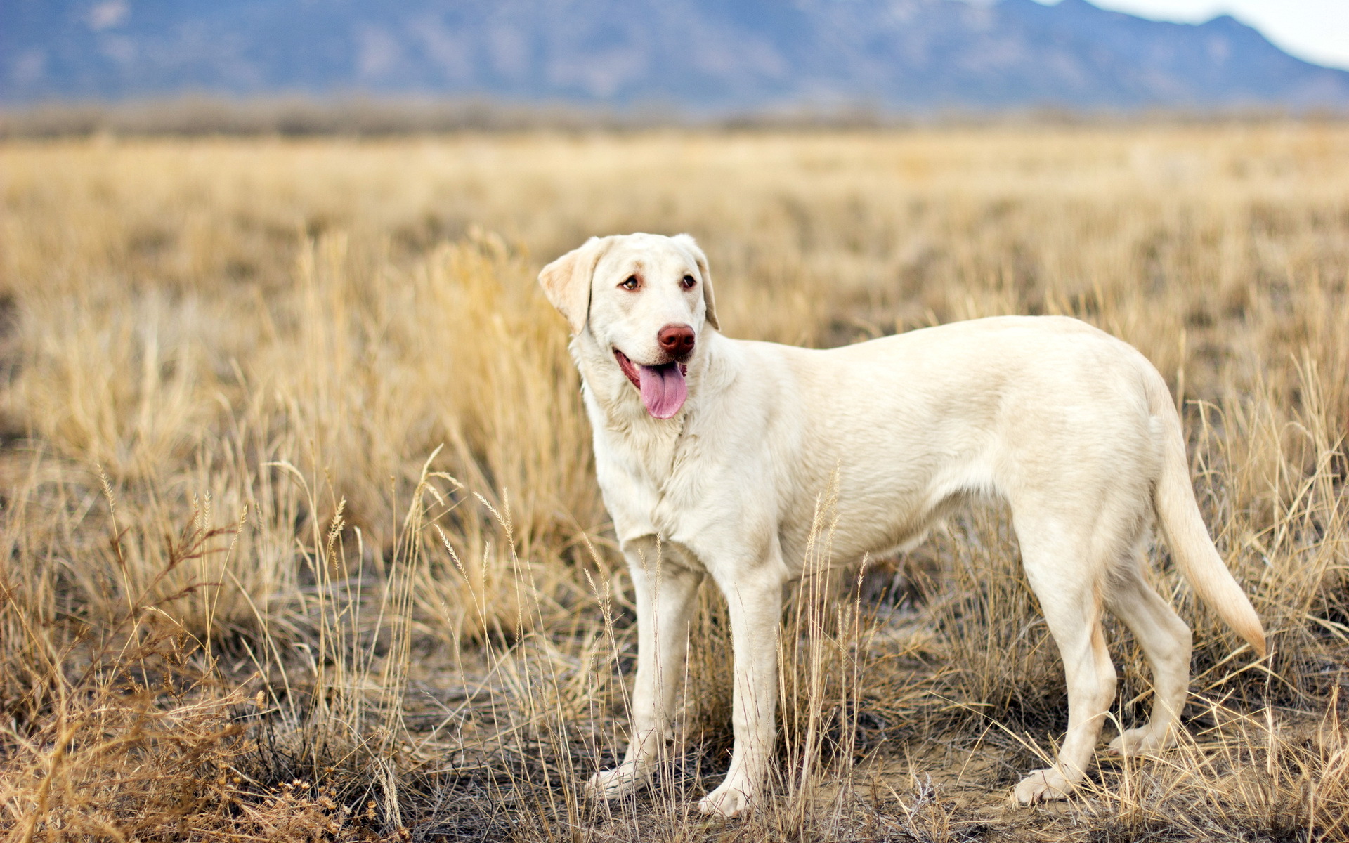 PCデスクトップに犬, 動物画像を無料でダウンロード