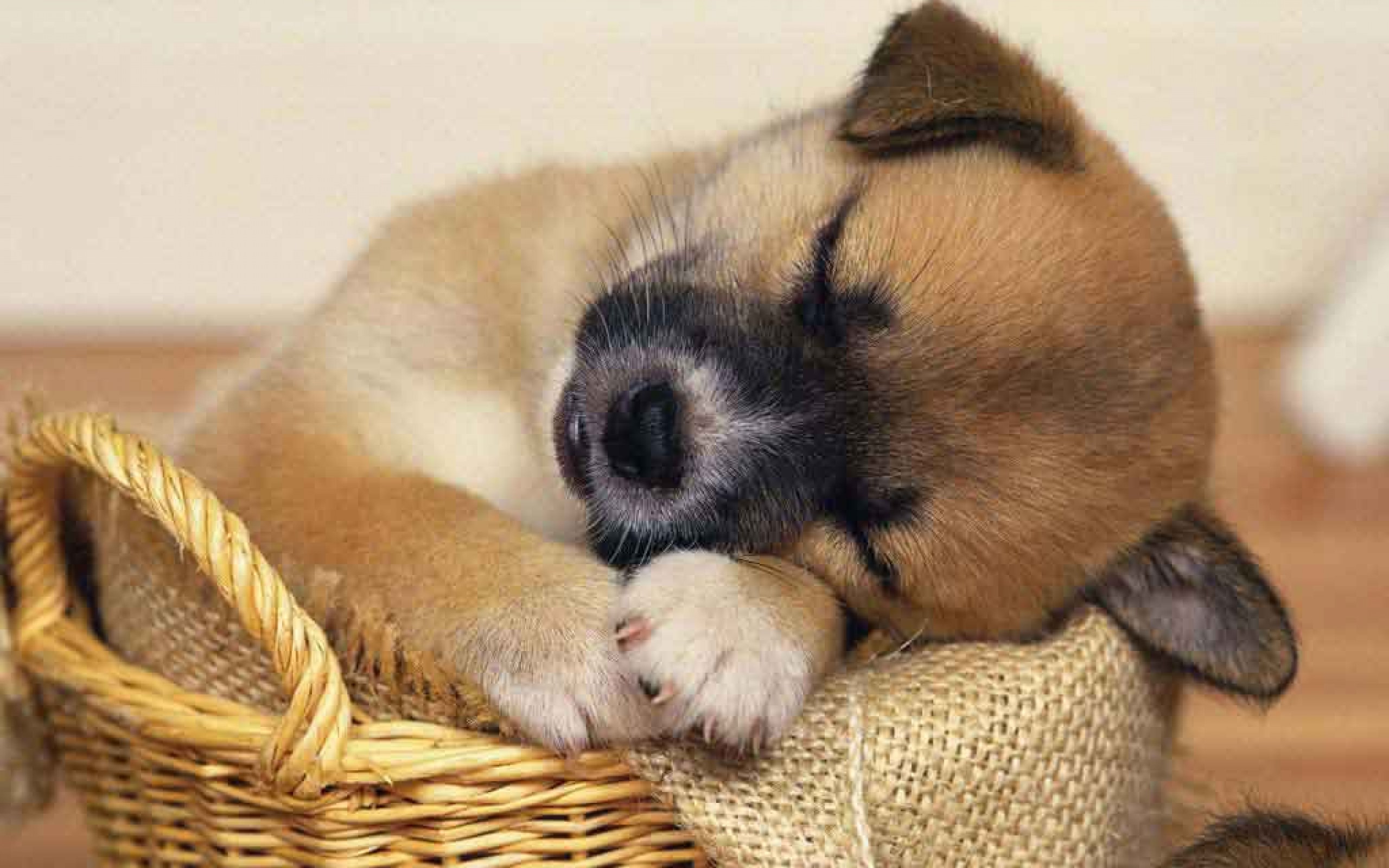 Free download wallpaper Dog, Animal, Puppy, Baby Animal on your PC desktop