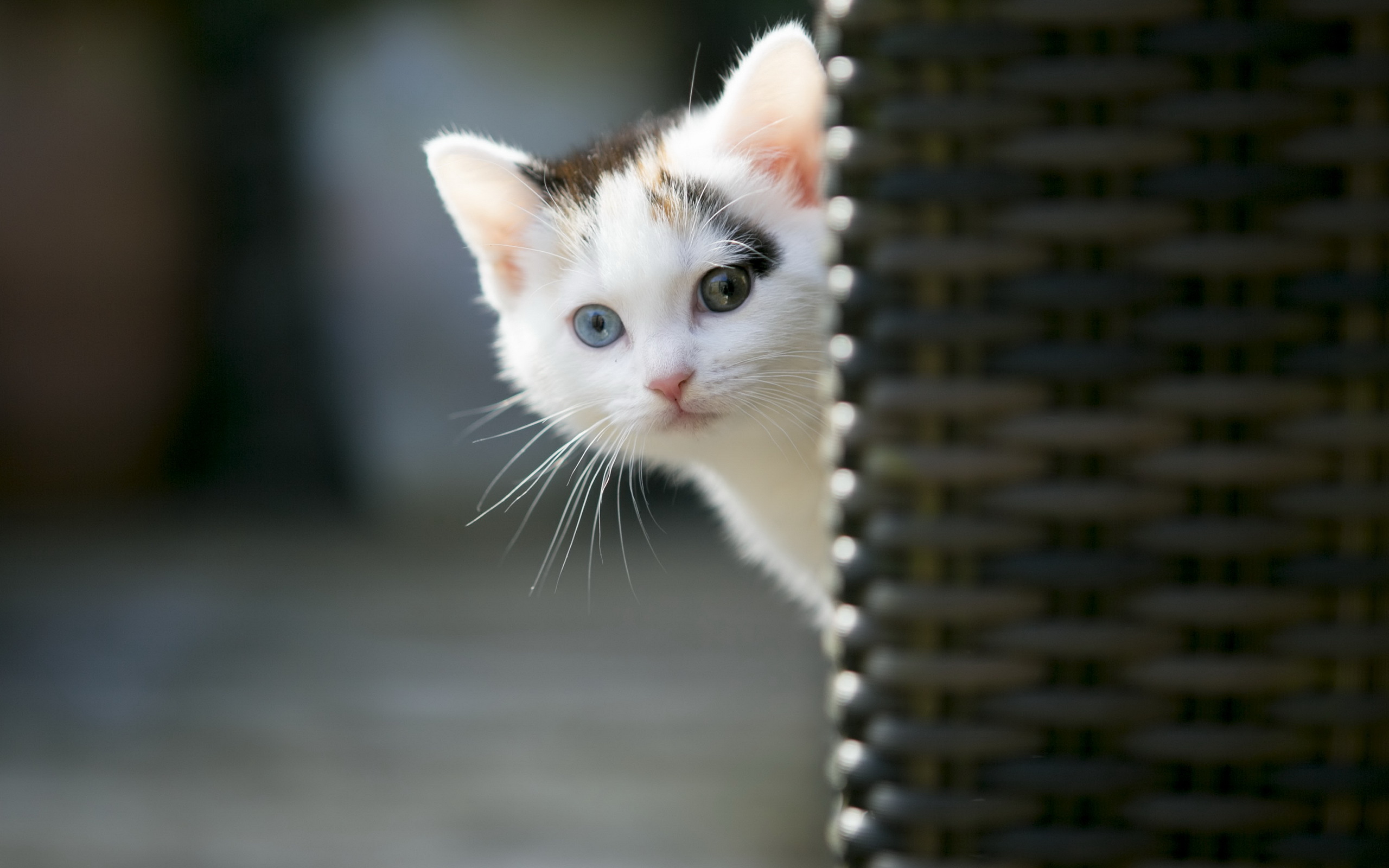 Handy-Wallpaper Tiere, Katzen, Katze kostenlos herunterladen.