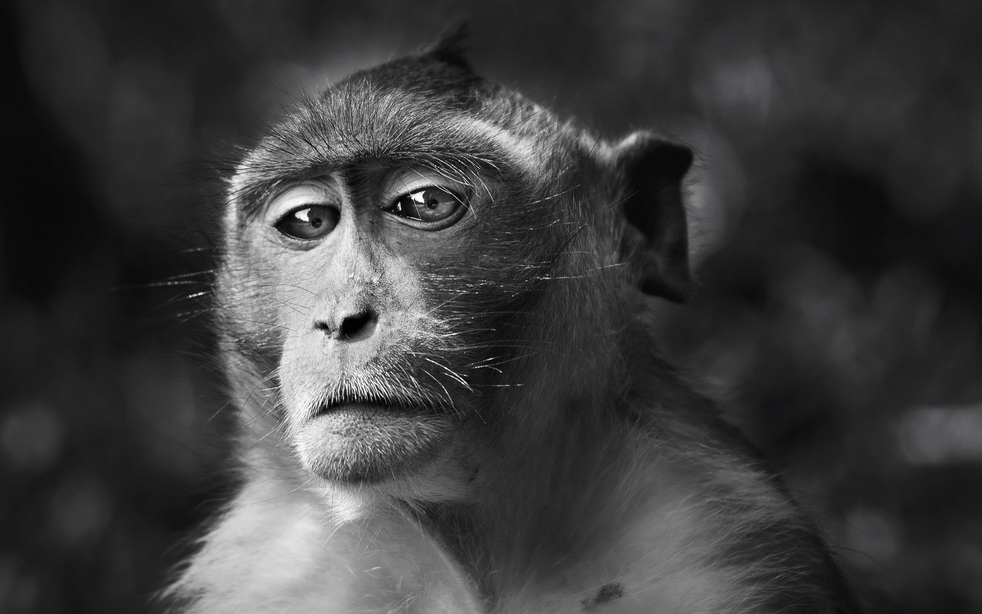 Baixe gratuitamente a imagem Animais, Focinho, Um Macaco, Opinião, Visão, Bw, Chb, Macaco na área de trabalho do seu PC