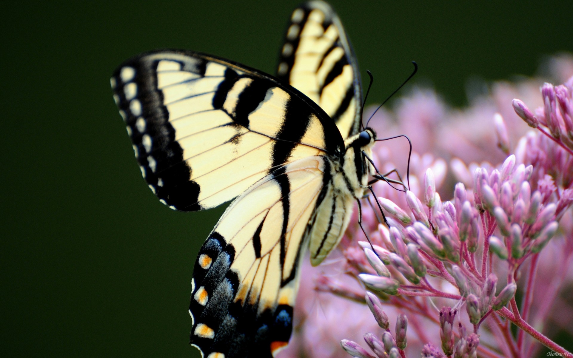 Free download wallpaper Butterfly, Animal on your PC desktop