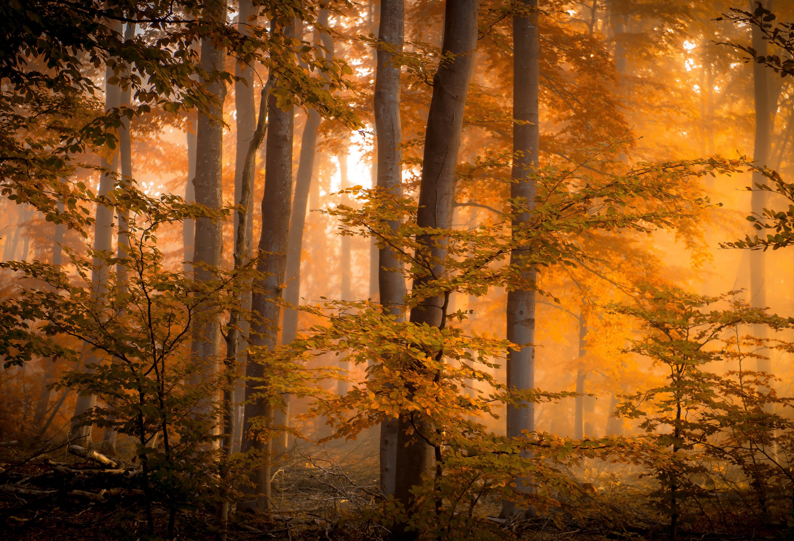 Laden Sie das Natur, Herbst, Wald, Baum, Nebel, Erde/natur-Bild kostenlos auf Ihren PC-Desktop herunter
