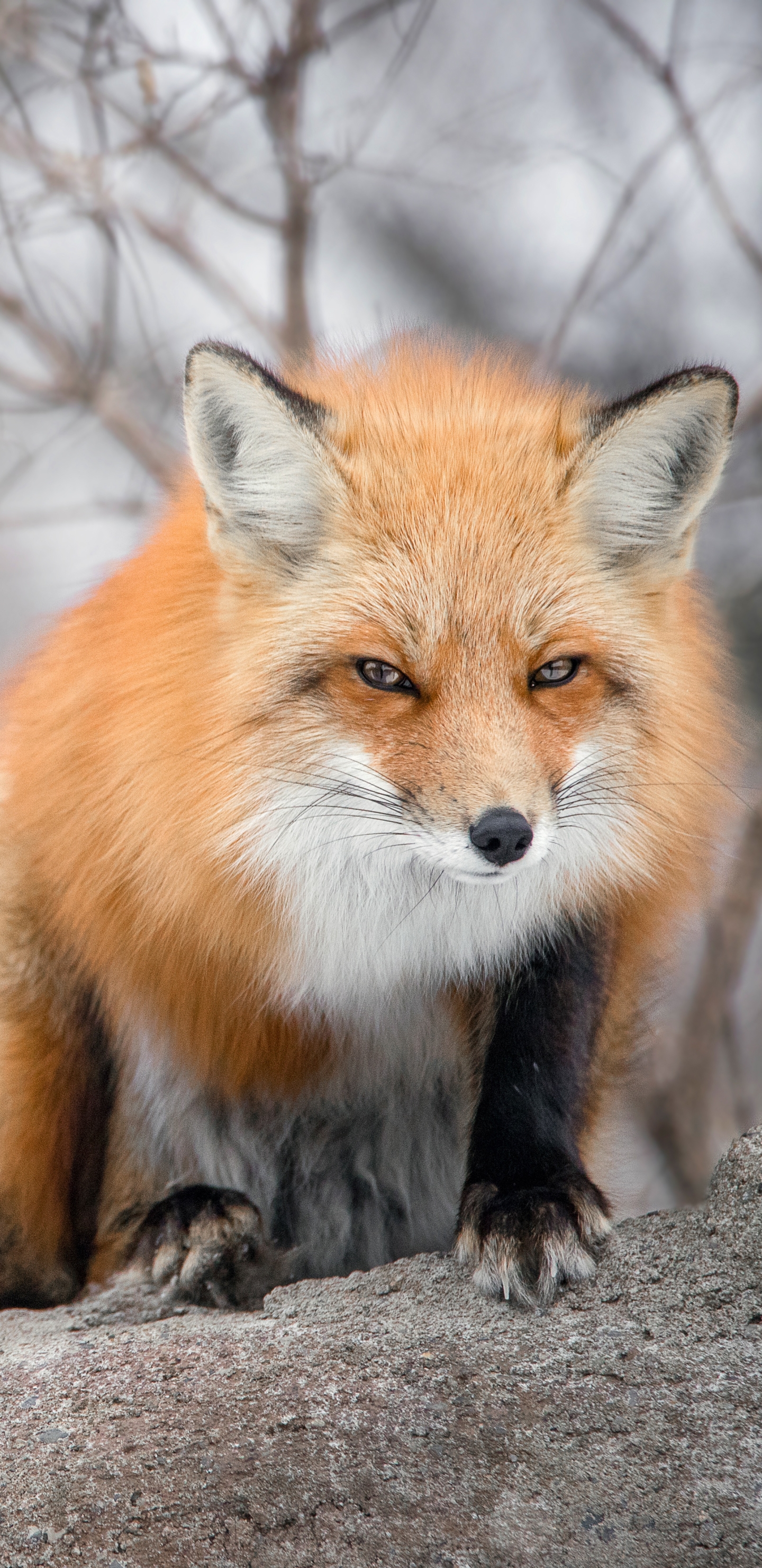 Download mobile wallpaper Fox, Animal for free.