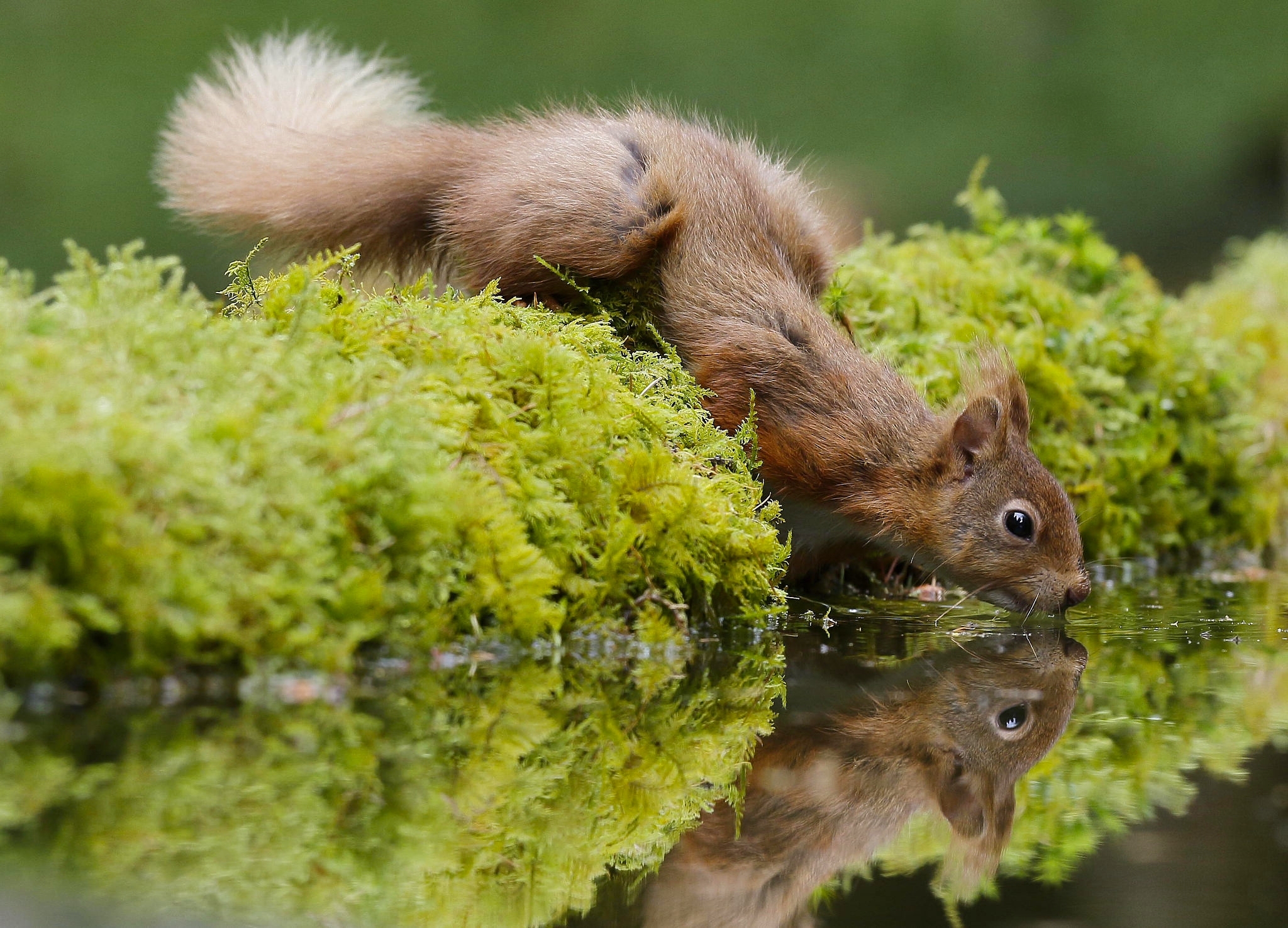 Download mobile wallpaper Squirrel, Water, Reflection, Animal, Moss, Rodent for free.