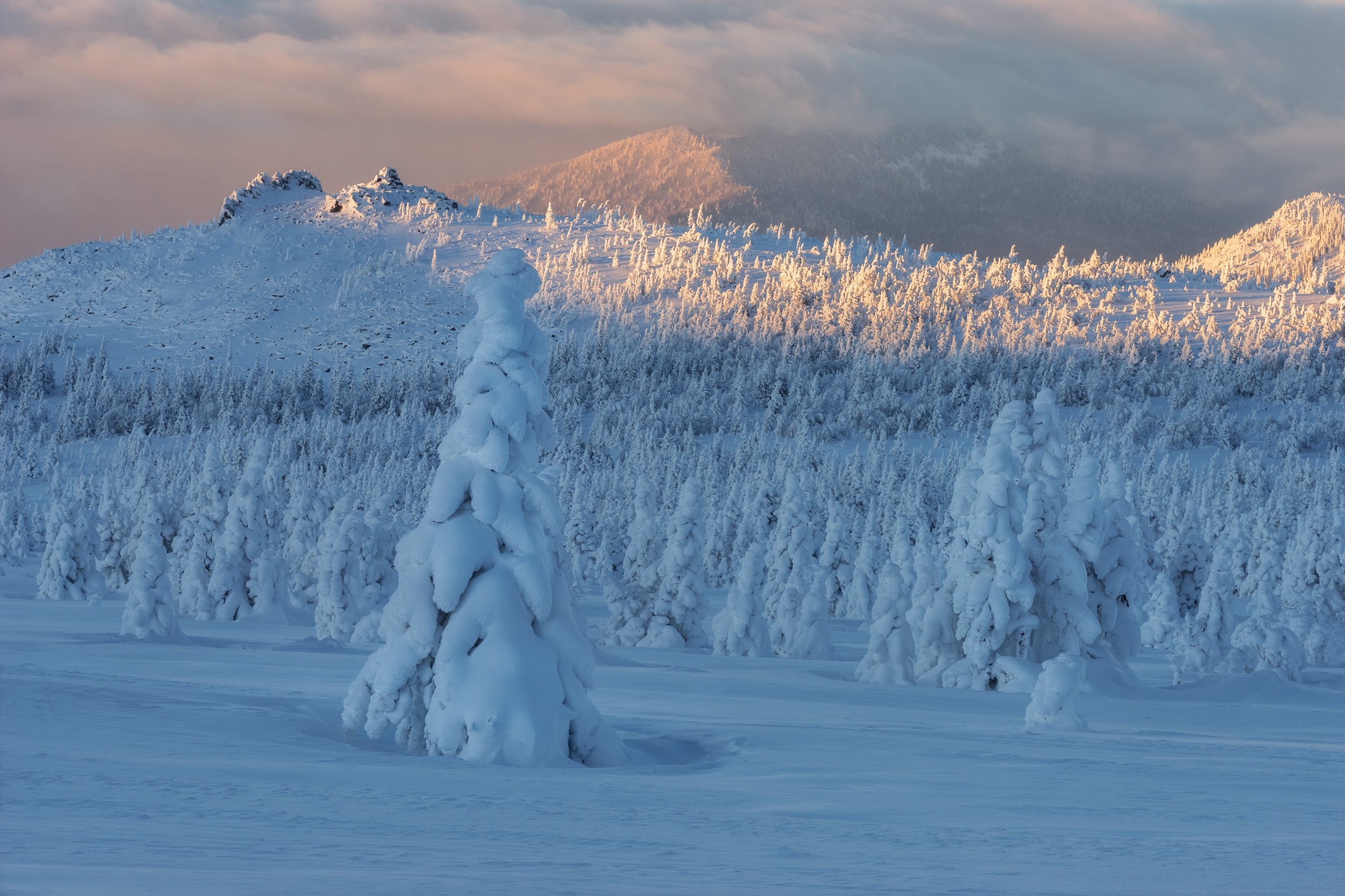 Скачать обои бесплатно Зима, Природа, Снег, Ель, Земля/природа картинка на рабочий стол ПК