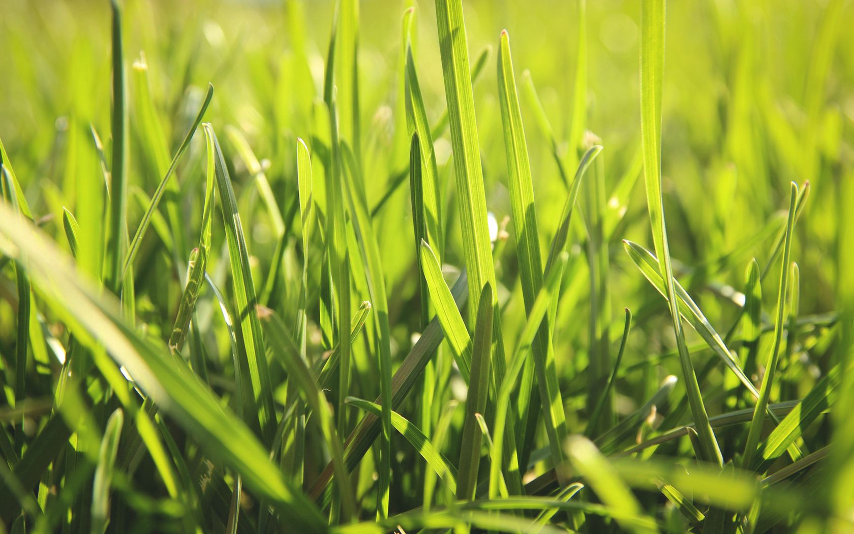 無料モバイル壁紙草, 大きい, マクロ, フィールド, 畑, 輝く, 光, 夏をダウンロードします。