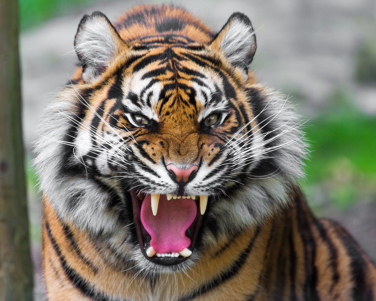 15470 télécharger le fond d'écran tigres, animaux - économiseurs d'écran et images gratuitement