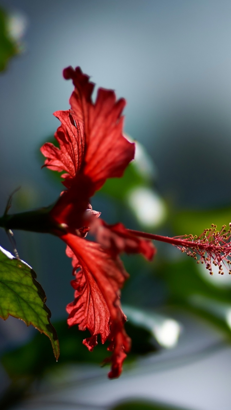 Download mobile wallpaper Flowers, Macro, Earth, Hibiscus for free.