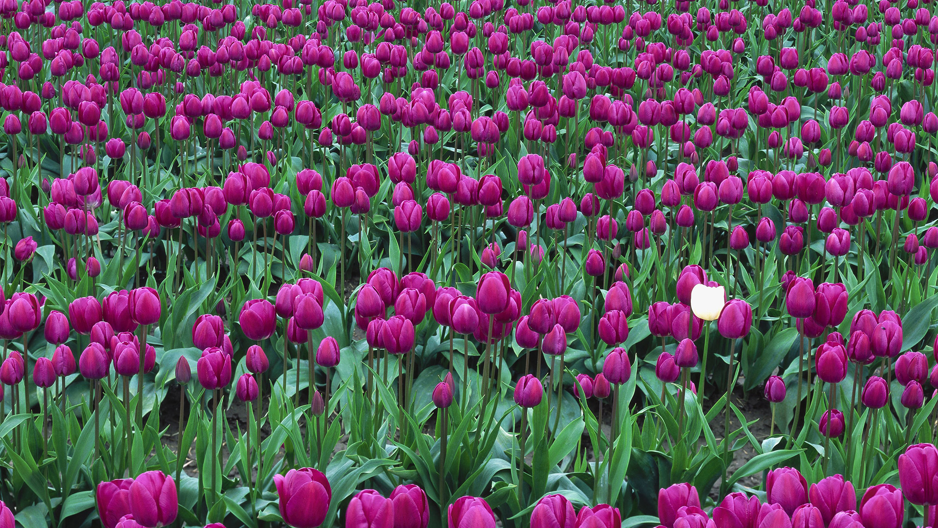 Descarga gratuita de fondo de pantalla para móvil de Tulipán, Flores, Naturaleza, Flor, Tierra/naturaleza.