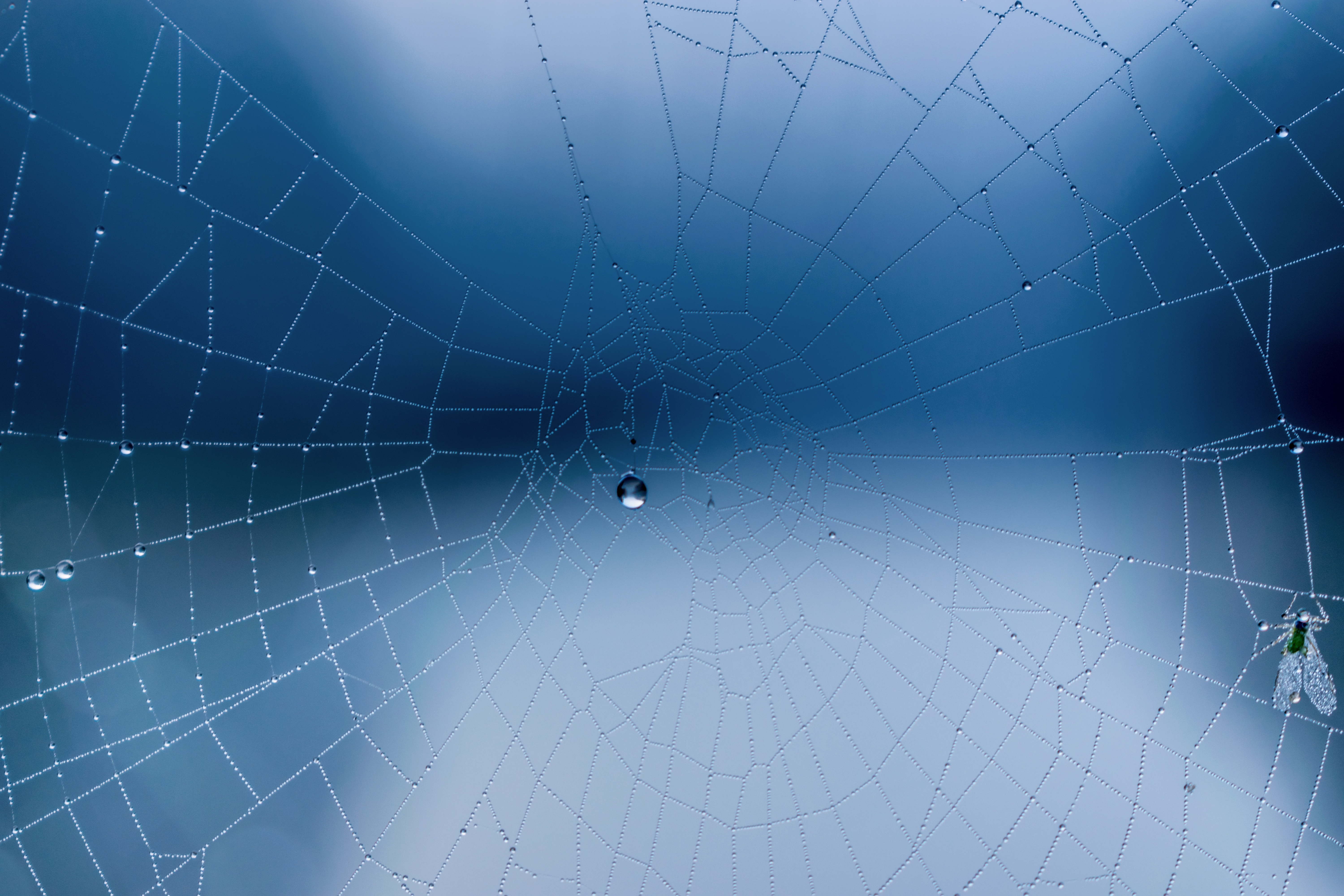web, drops, miscellanea, miscellaneous, close up Image for desktop