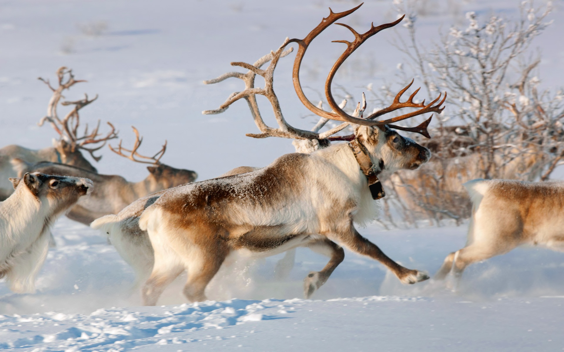 PCデスクトップに動物, 雪, 鹿画像を無料でダウンロード