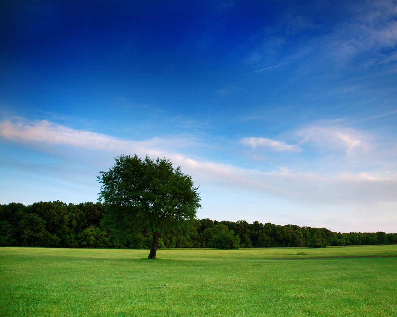 Download mobile wallpaper Landscape, Tree, Earth for free.