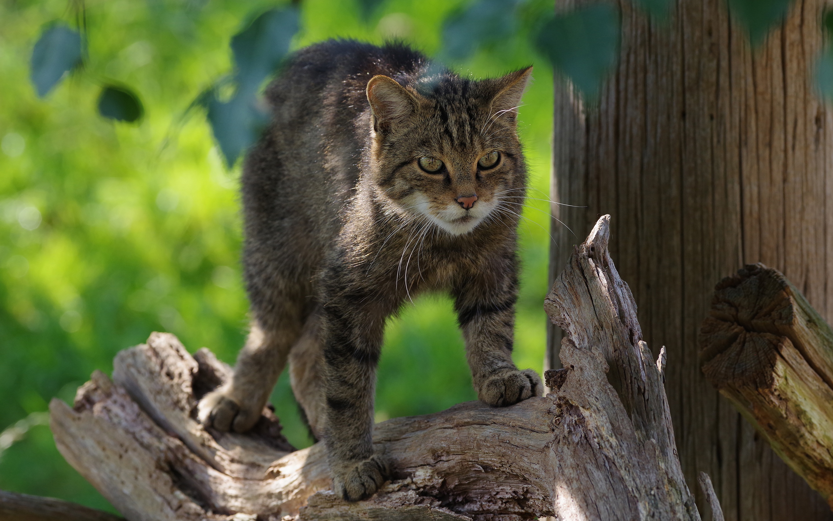 PCデスクトップに動物, ネコ, 猫画像を無料でダウンロード