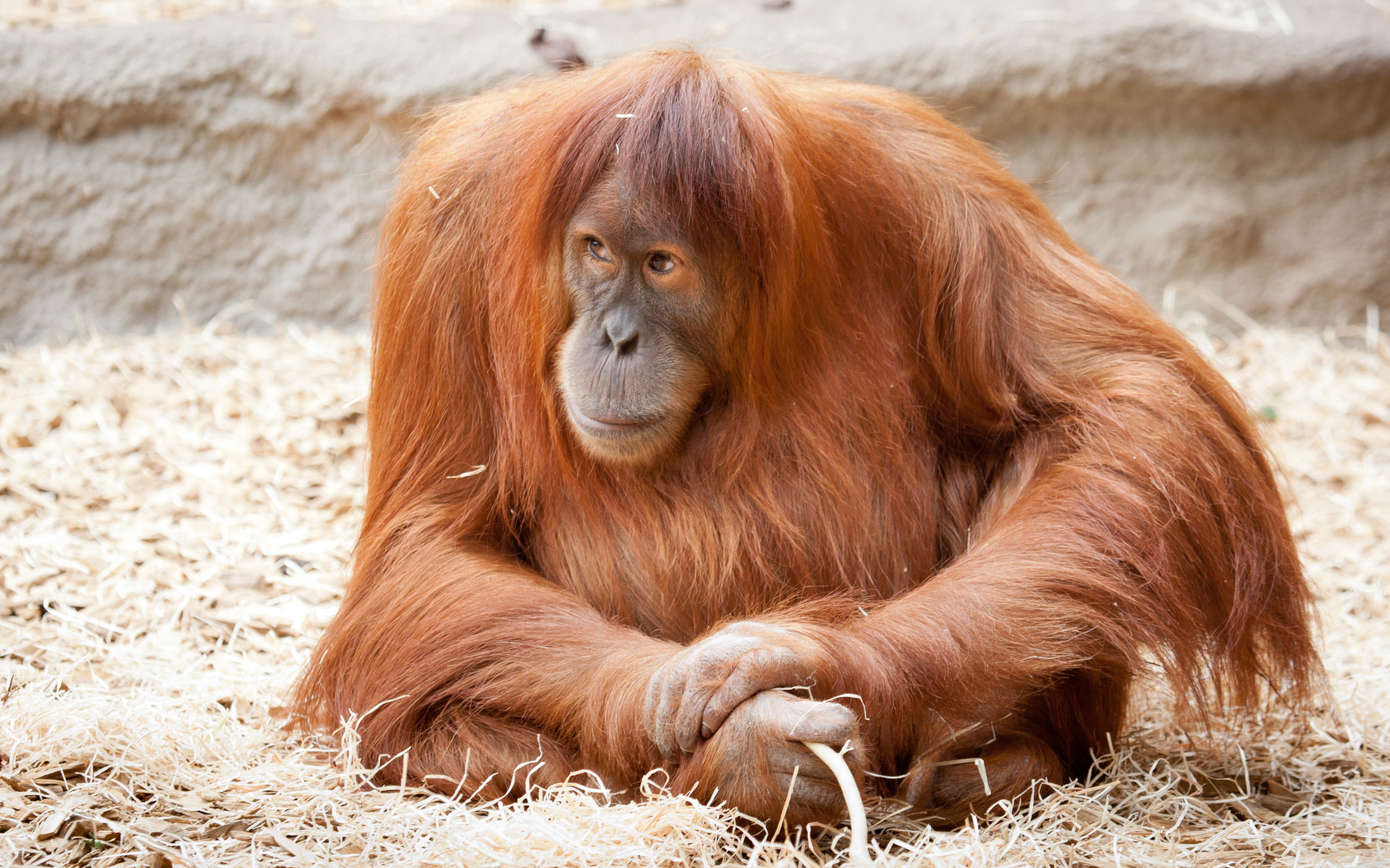Baixe gratuitamente a imagem Animais, Orangotango na área de trabalho do seu PC