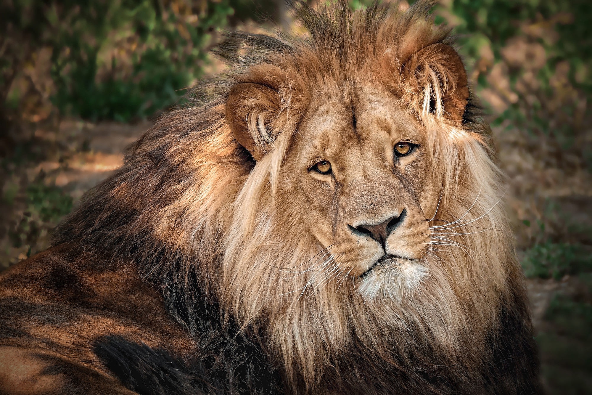 Descarga gratuita de fondo de pantalla para móvil de Animales, Gatos, León.