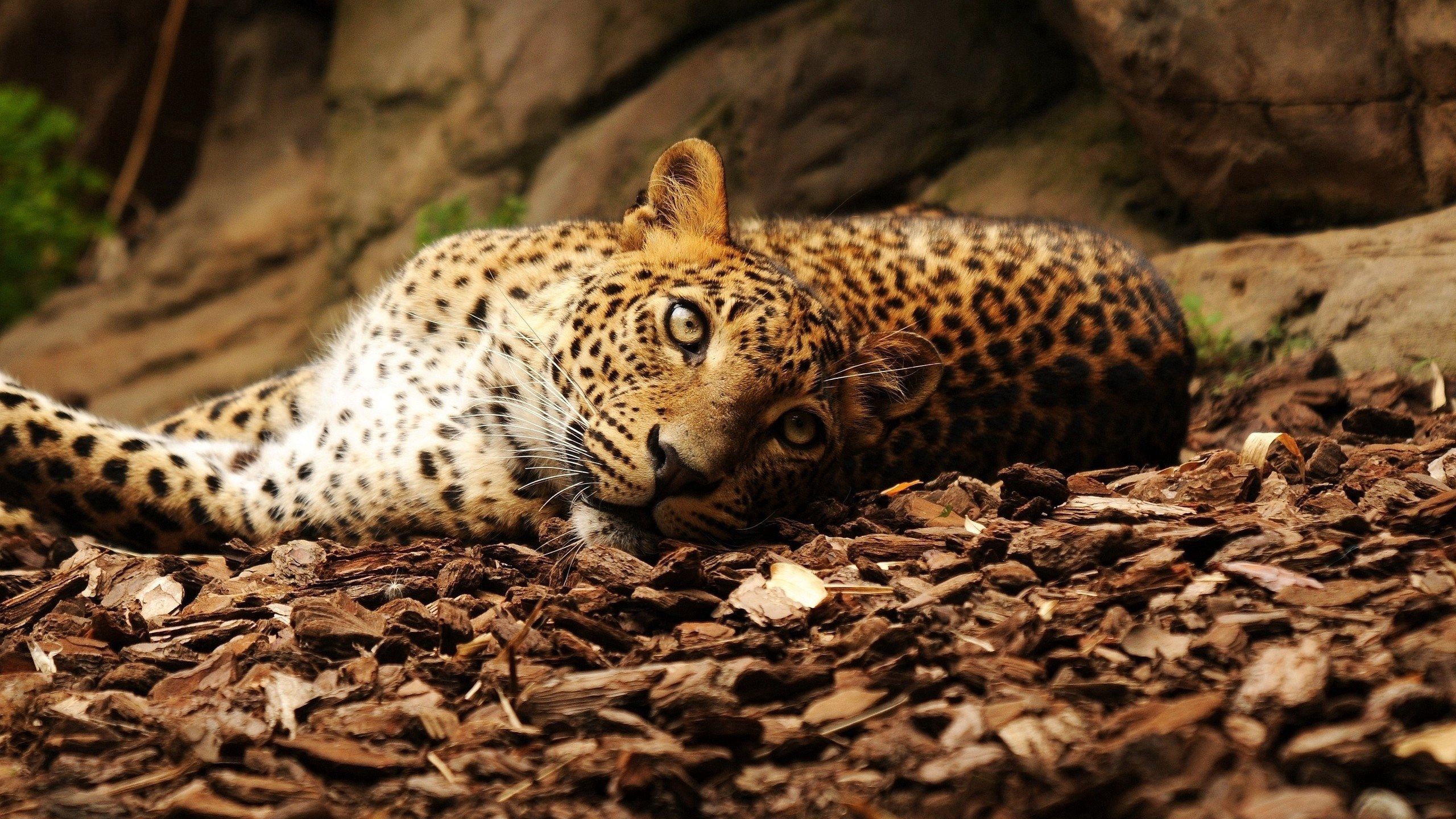 Mobile wallpaper animals, jaguar, spotted, spotty, big cat, foliage