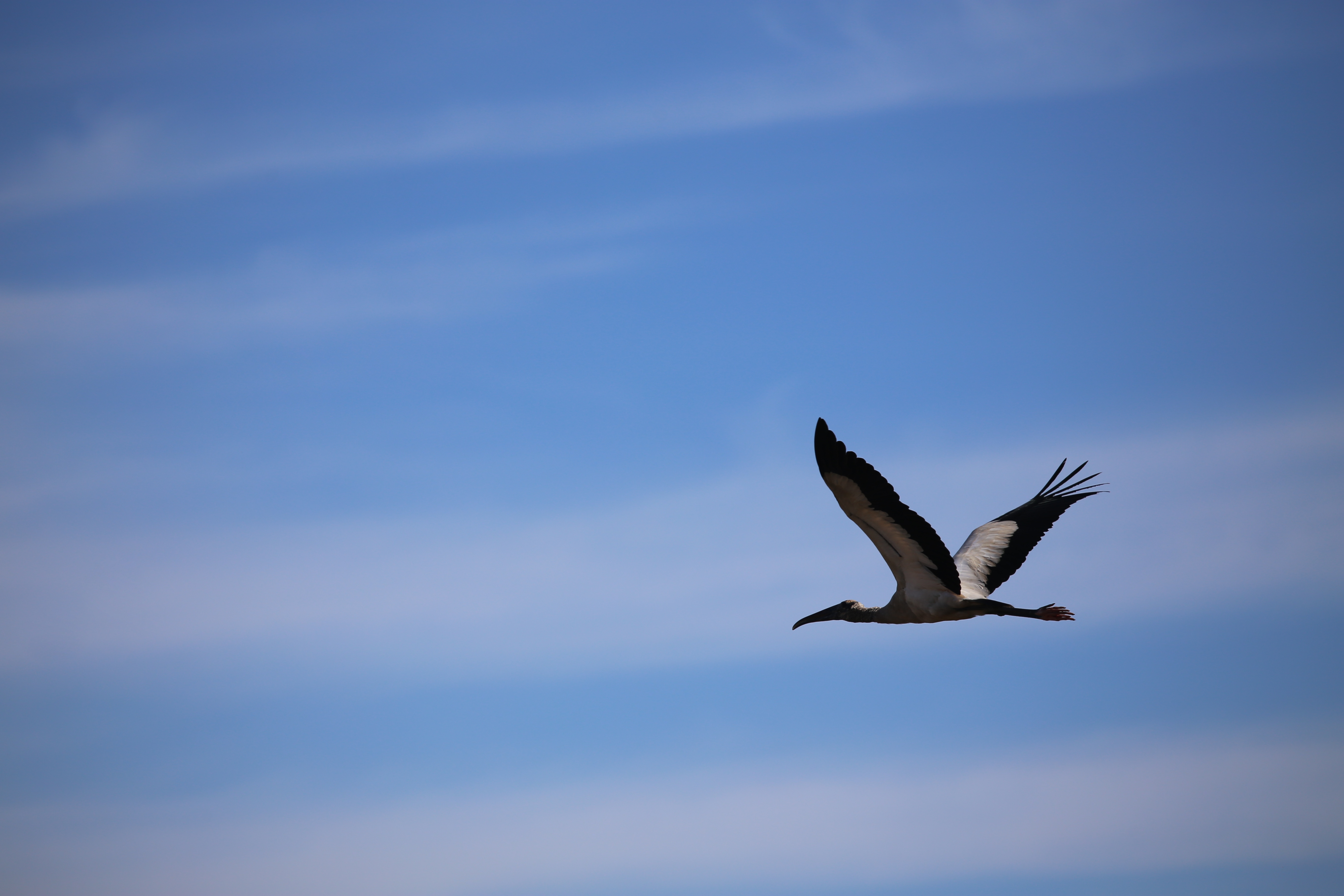 Free download wallpaper Animals, Sky, Bird, Flight, Stork on your PC desktop