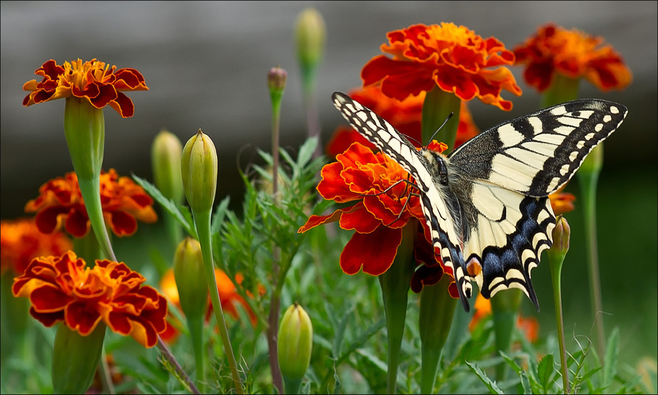 1475723 baixar papel de parede animais, borboleta rabo de andorinha - protetores de tela e imagens gratuitamente