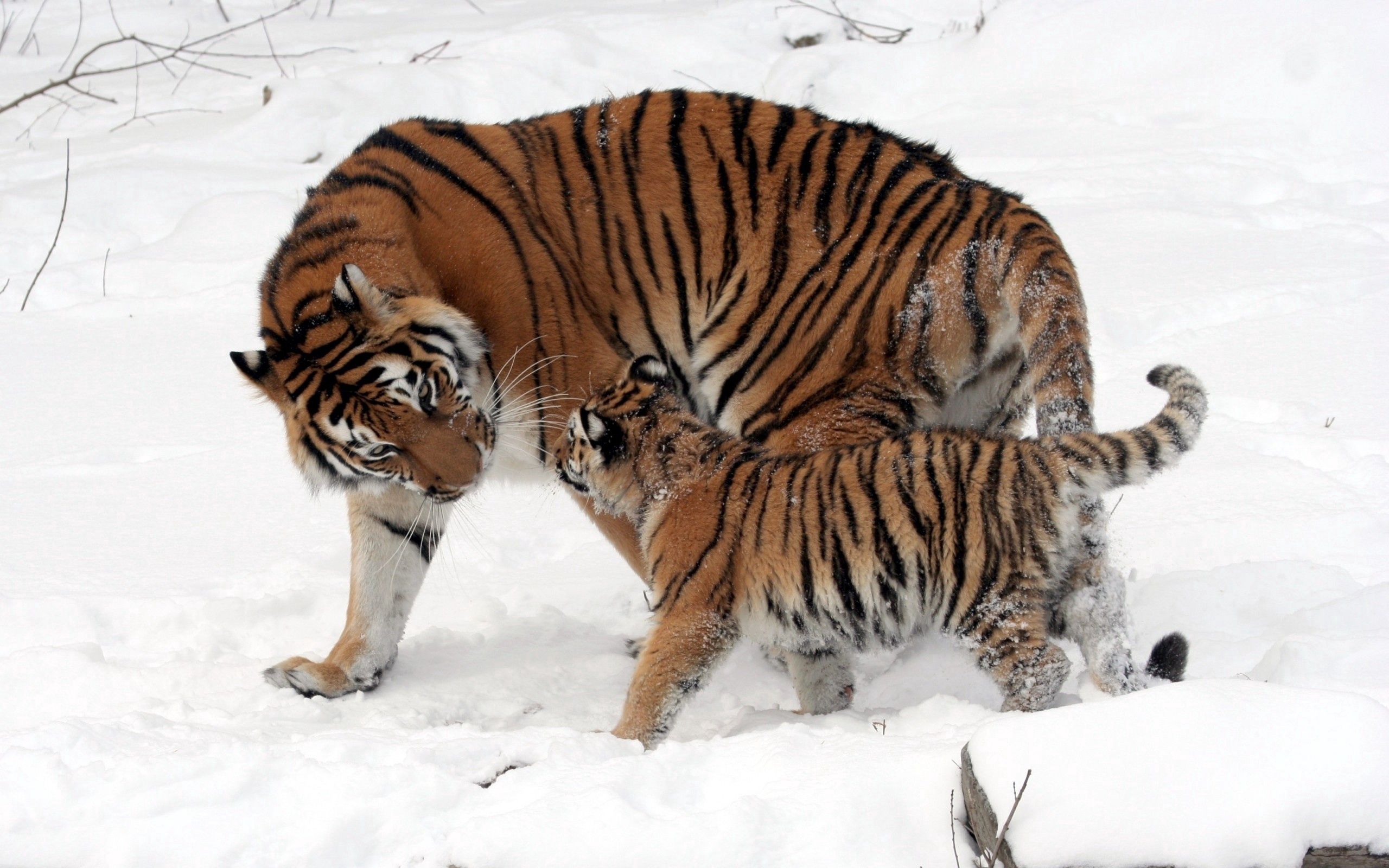 Free download wallpaper Animals, Young, Stroll, Joey, Care, Snow, Tigers on your PC desktop