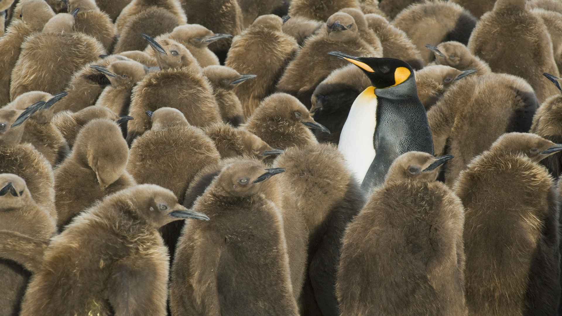 285154画像をダウンロードペンギン, 動物, 皇帝ペンギン, 鳥, サンドイッチ諸島-壁紙とスクリーンセーバーを無料で