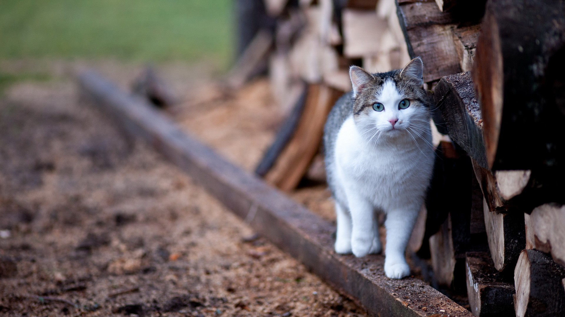 Laden Sie das Tiere, Katze-Bild kostenlos auf Ihren PC-Desktop herunter