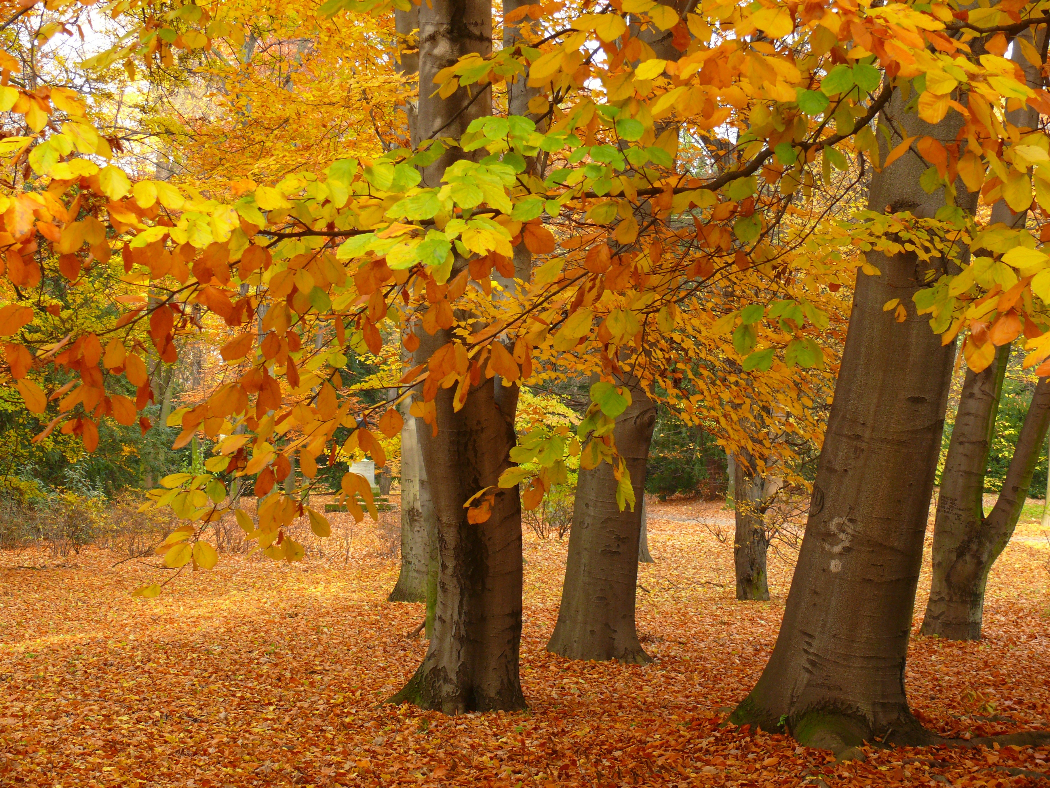 無料モバイル壁紙木, 秋, 葉, 地球をダウンロードします。