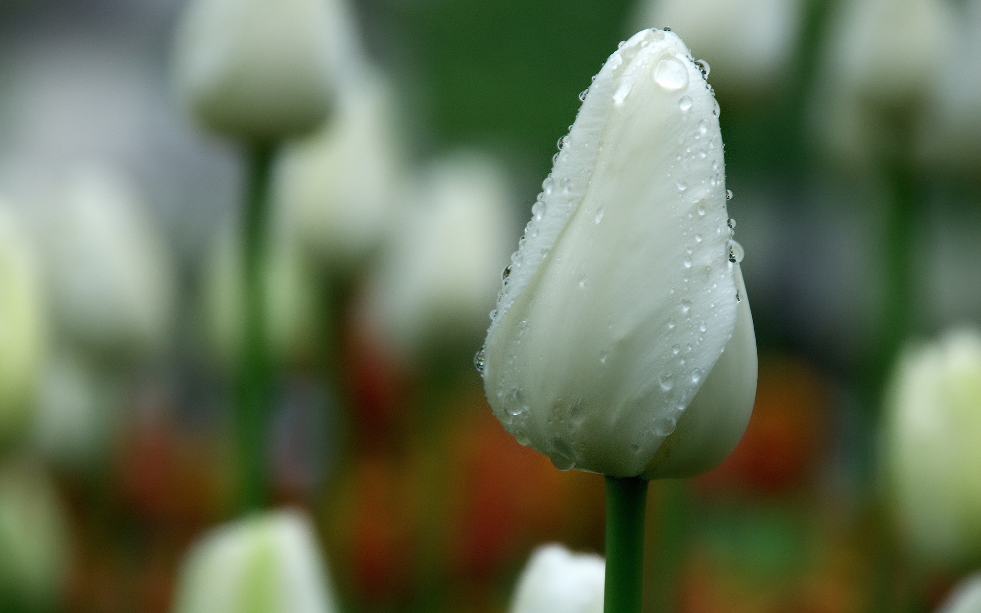 Handy-Wallpaper Wassertropfen, Tulpe, Weiße Blume, Blumen, Blume, Erde/natur kostenlos herunterladen.