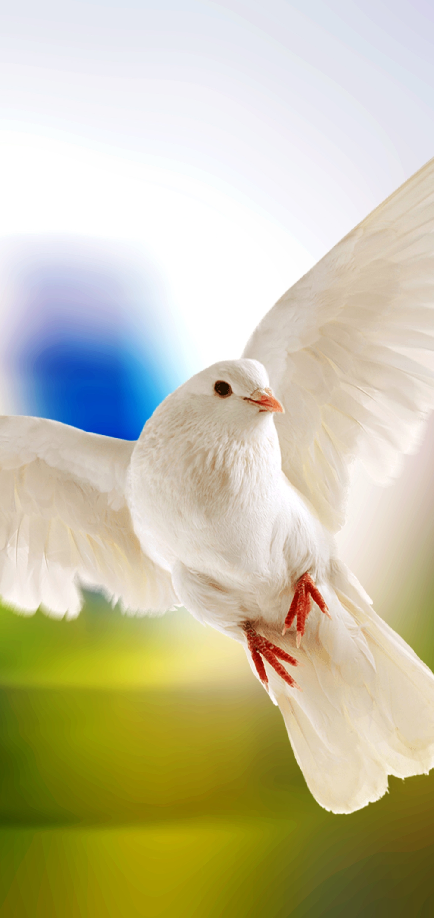 Download mobile wallpaper Birds, Bird, Animal, Dove for free.