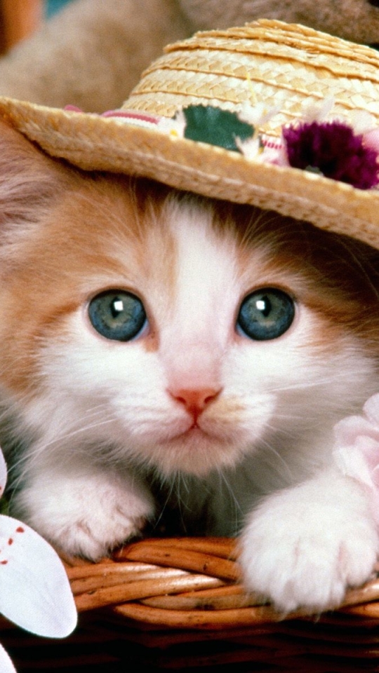 Download mobile wallpaper Cats, Cat, Kitten, Animal, Hat for free.