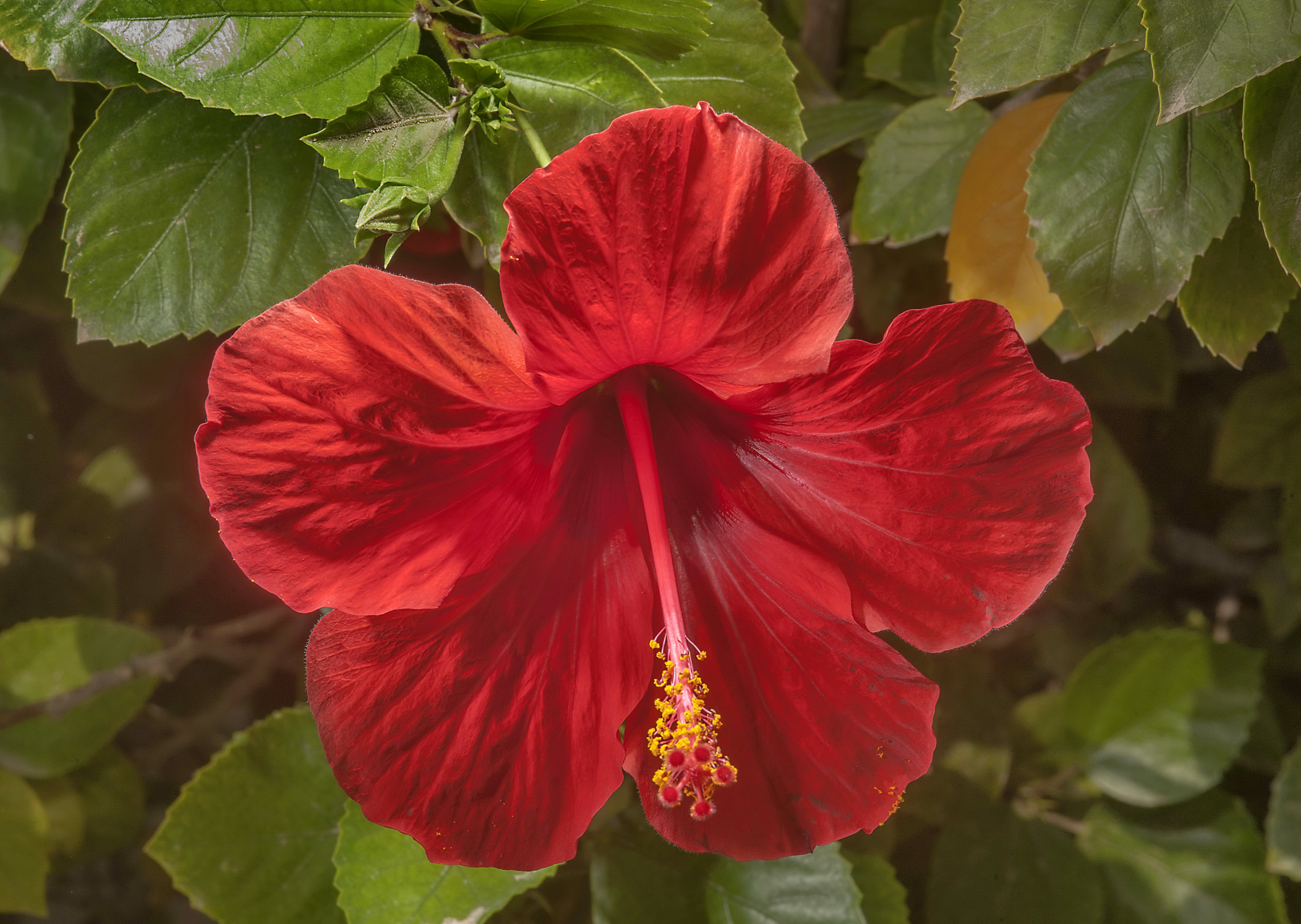 Laden Sie das Blumen, Blume, Nahansicht, Hibiskus, Rote Blume, Erde/natur-Bild kostenlos auf Ihren PC-Desktop herunter
