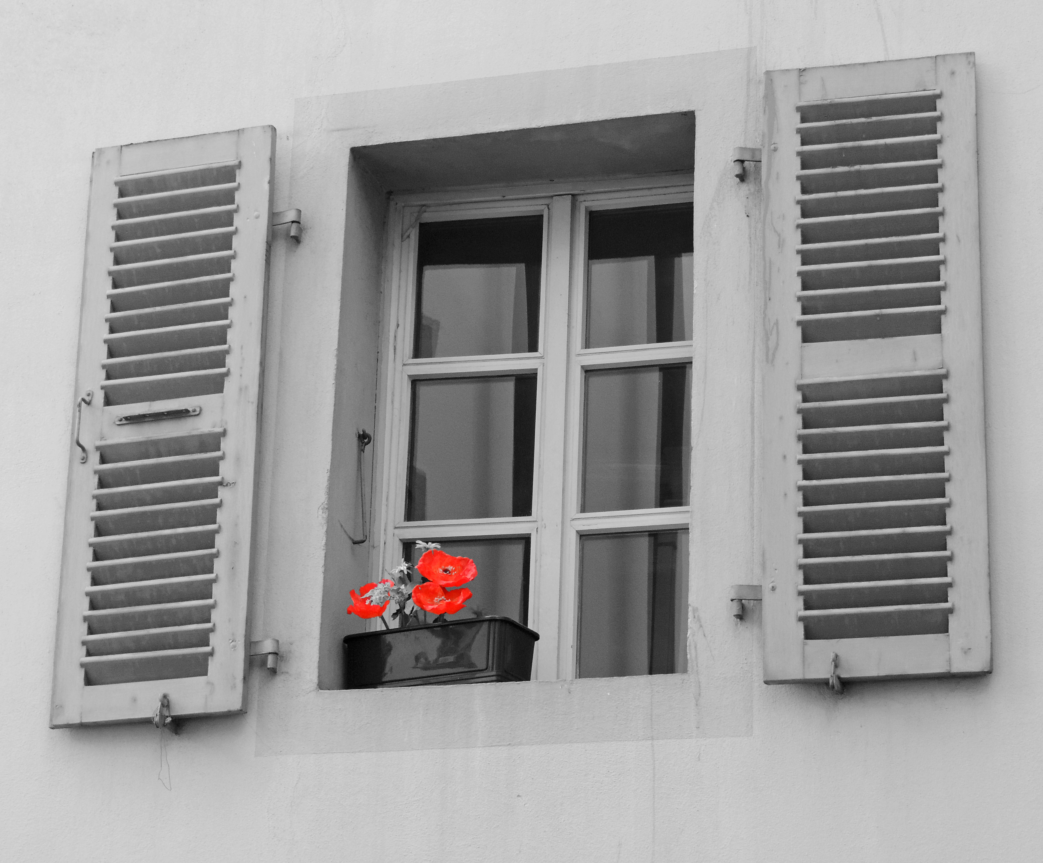 man made, flower, selective color, window