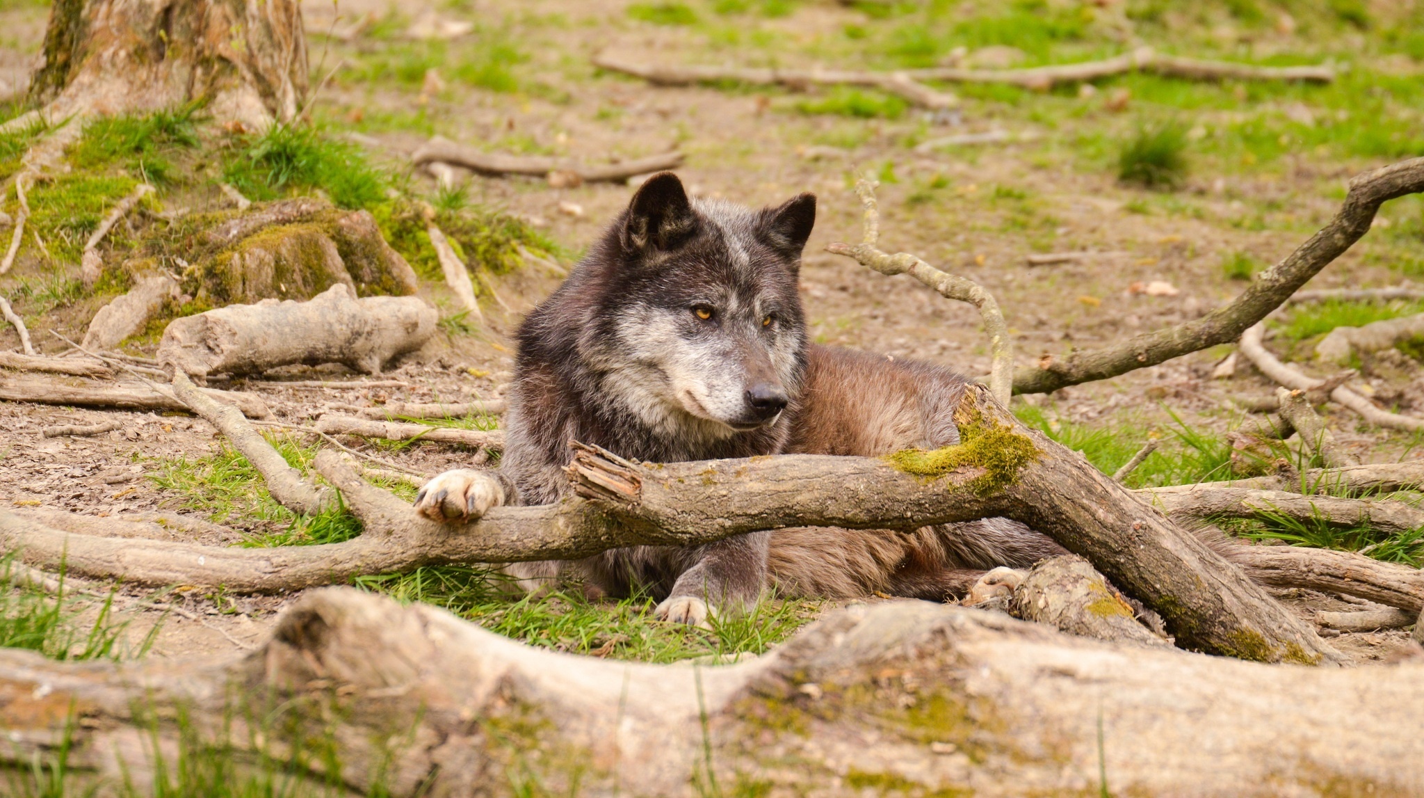 Download mobile wallpaper Wood, Wolf, Animal, Lying Down, Wolves for free.