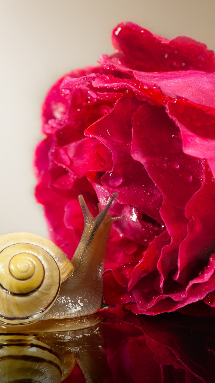 Download mobile wallpaper Reflection, Flower, Rose, Animal, Snail, Pink Flower for free.