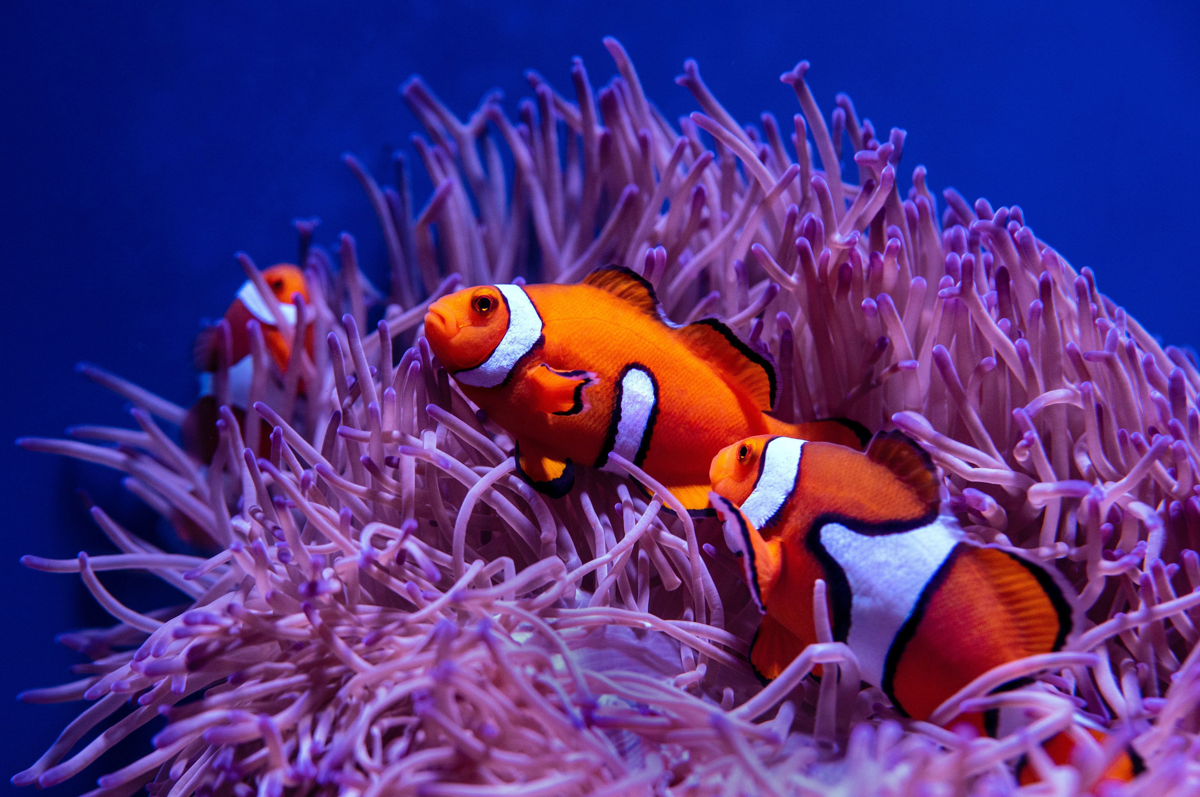 Download mobile wallpaper Fishes, Animal, Fish, Sea Life, Clownfish for free.