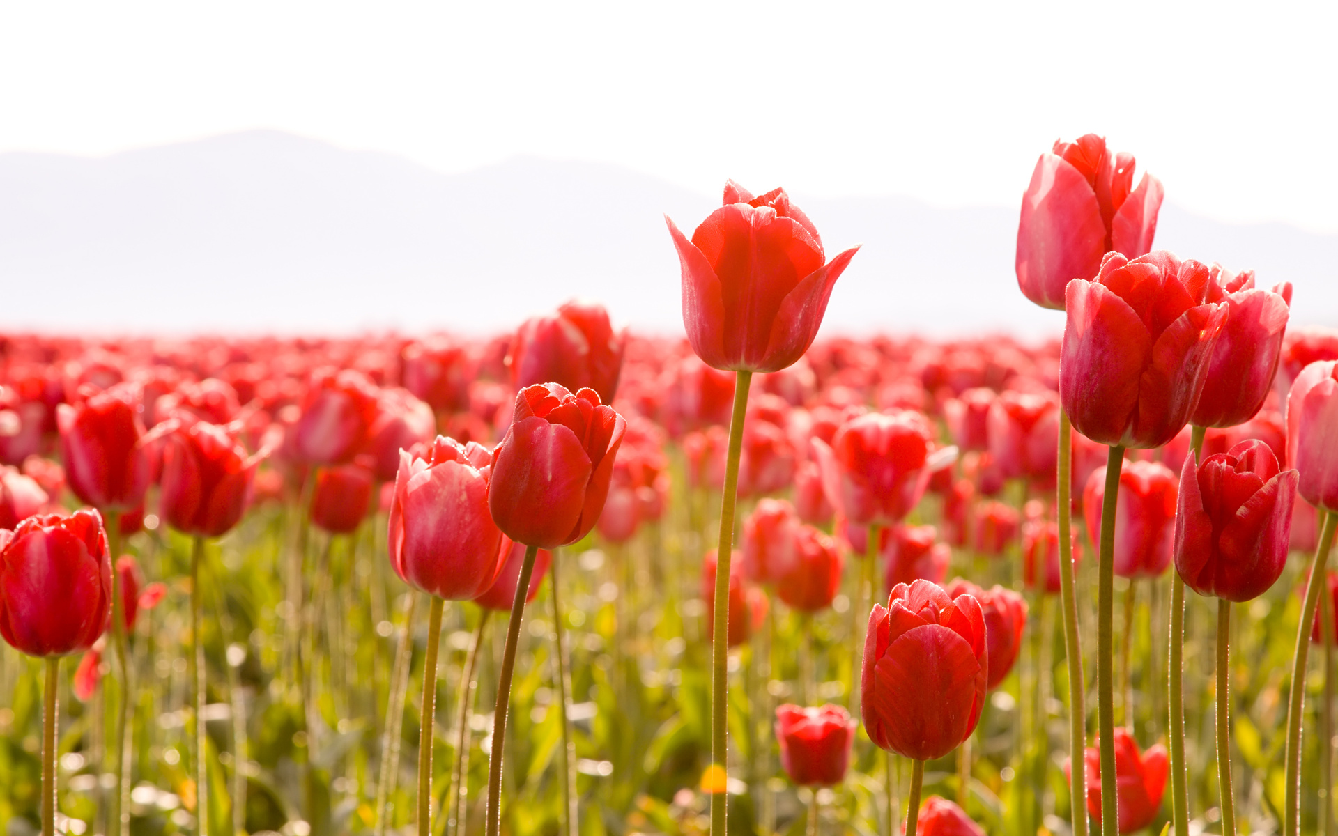 Free download wallpaper Earth, Tulip on your PC desktop