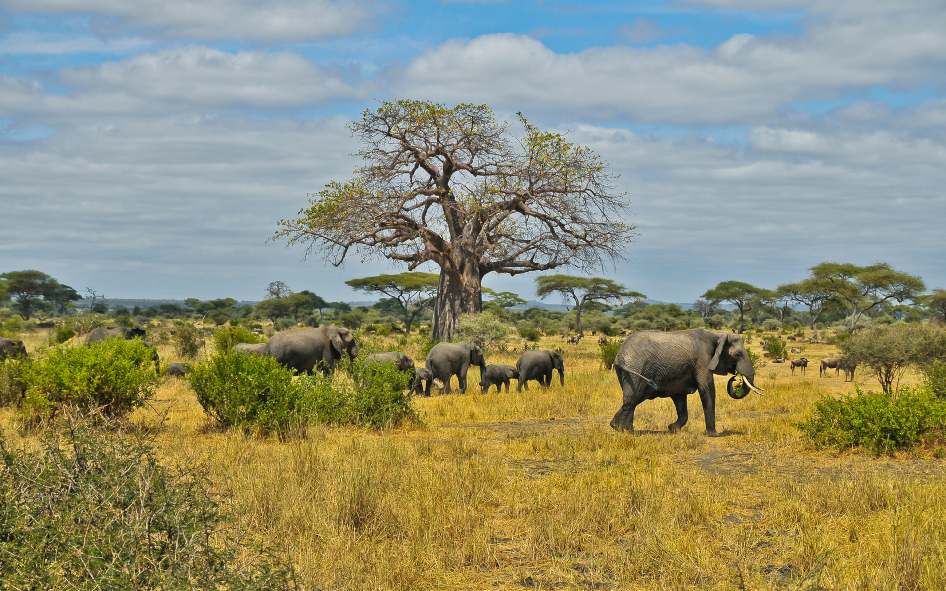 Téléchargez des papiers peints mobile Animaux, Éléphants, Éléphant De Savane D'afrique gratuitement.