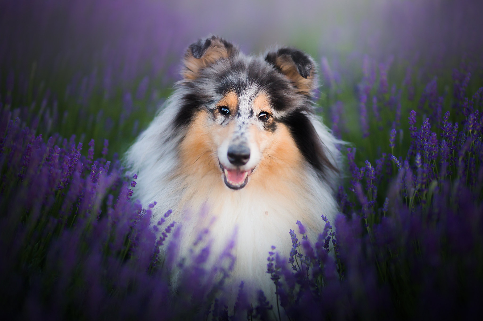 Handy-Wallpaper Tiere, Hunde, Blume, Hund, Lavendel, Langhaarcollie kostenlos herunterladen.