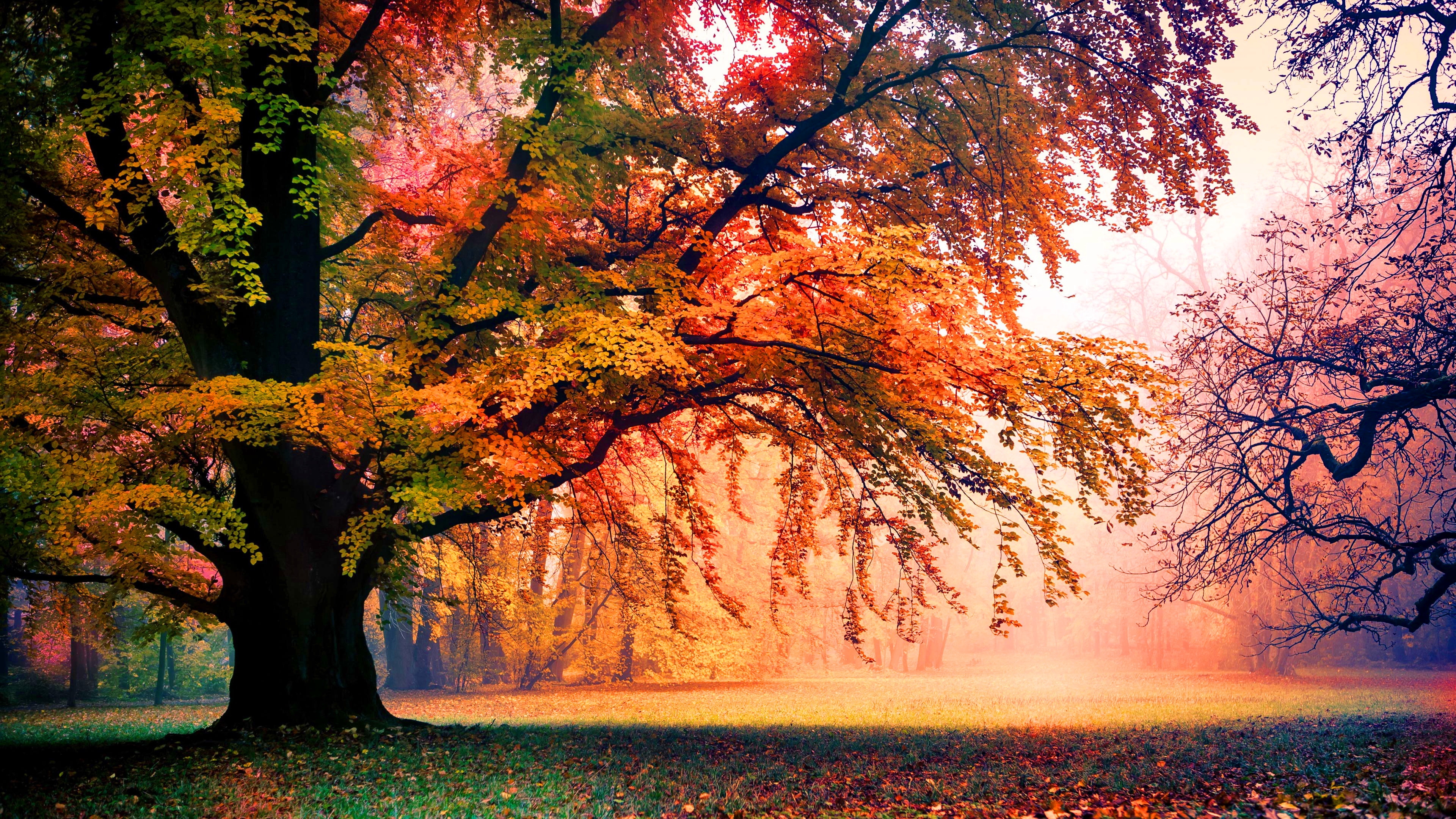 397323 descargar imagen niebla, árboles, parque, tierra/naturaleza, árbol, otoño: fondos de pantalla y protectores de pantalla gratis